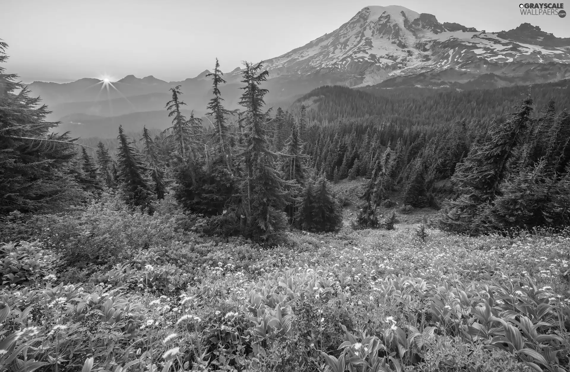 Mountains, Mount Rainier National Park, trees, viewes, Washington State, The United States, lupine, rays of the Sun, Flowers