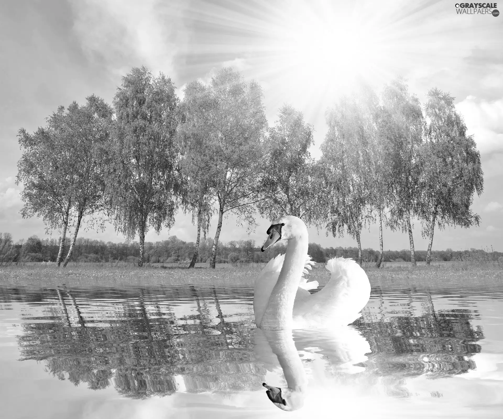 viewes, swan, water, reflection, rays of the Sun, trees