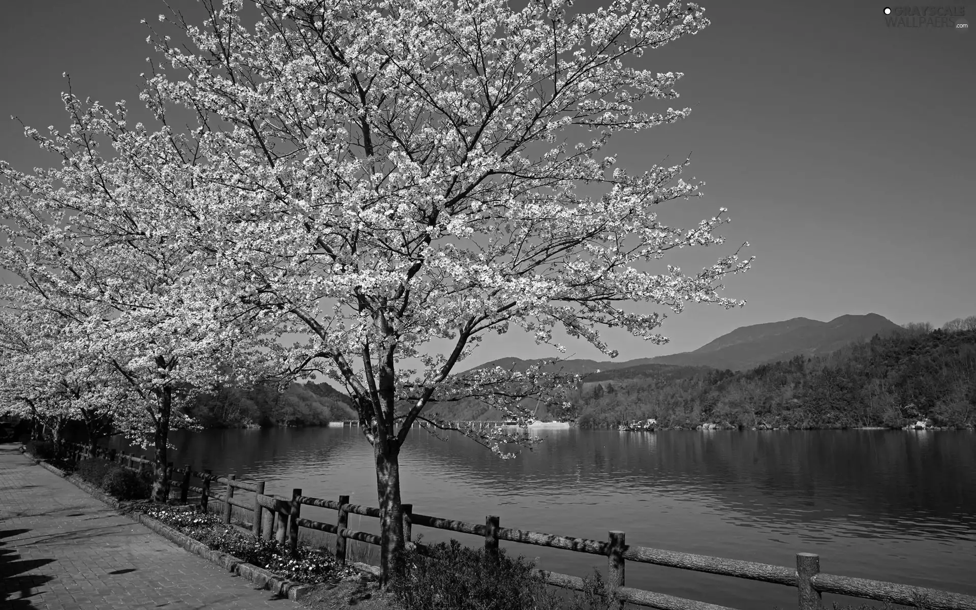 River, flourishing, trees, Mountains