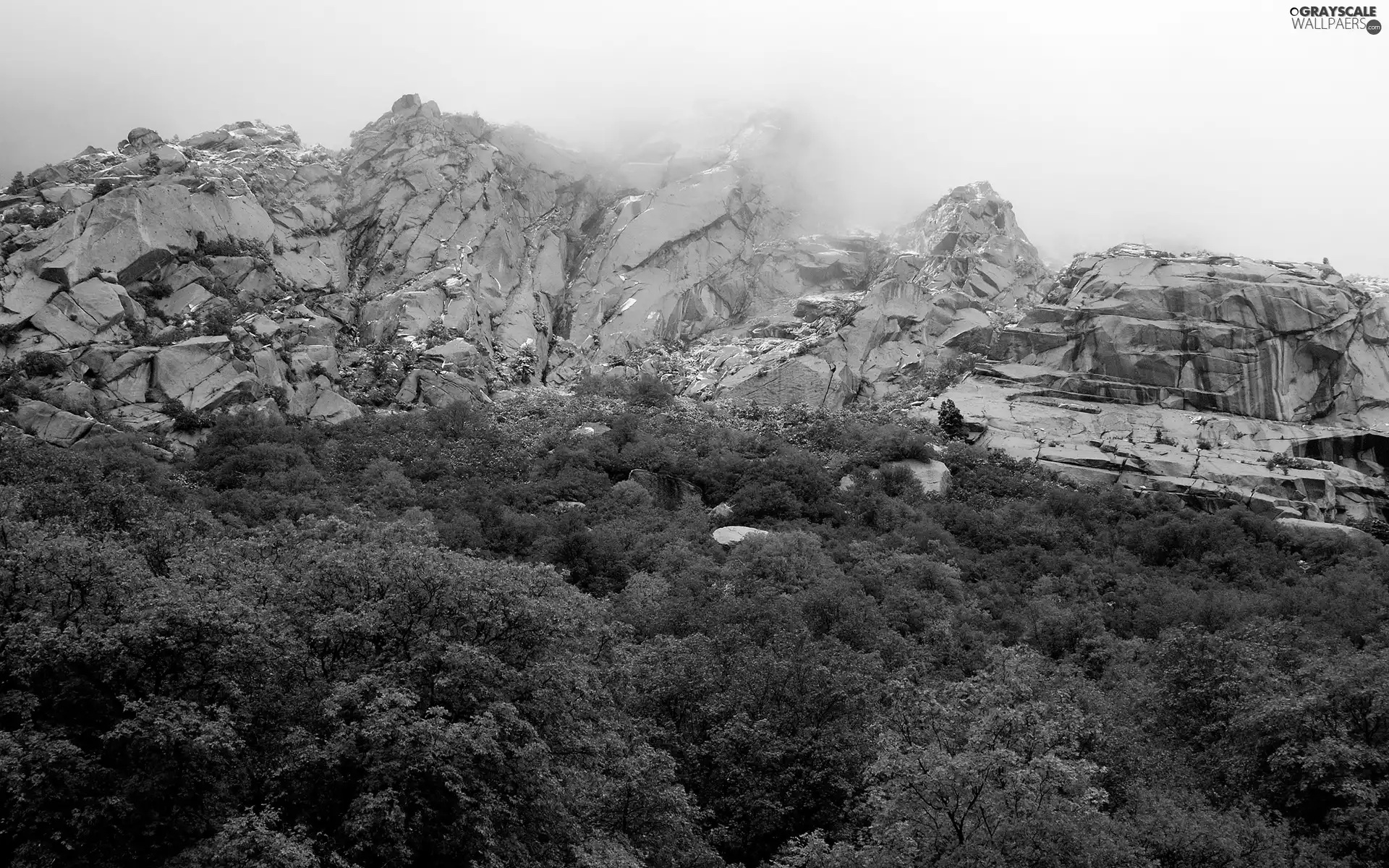 rocks, Crown, trees, Fog