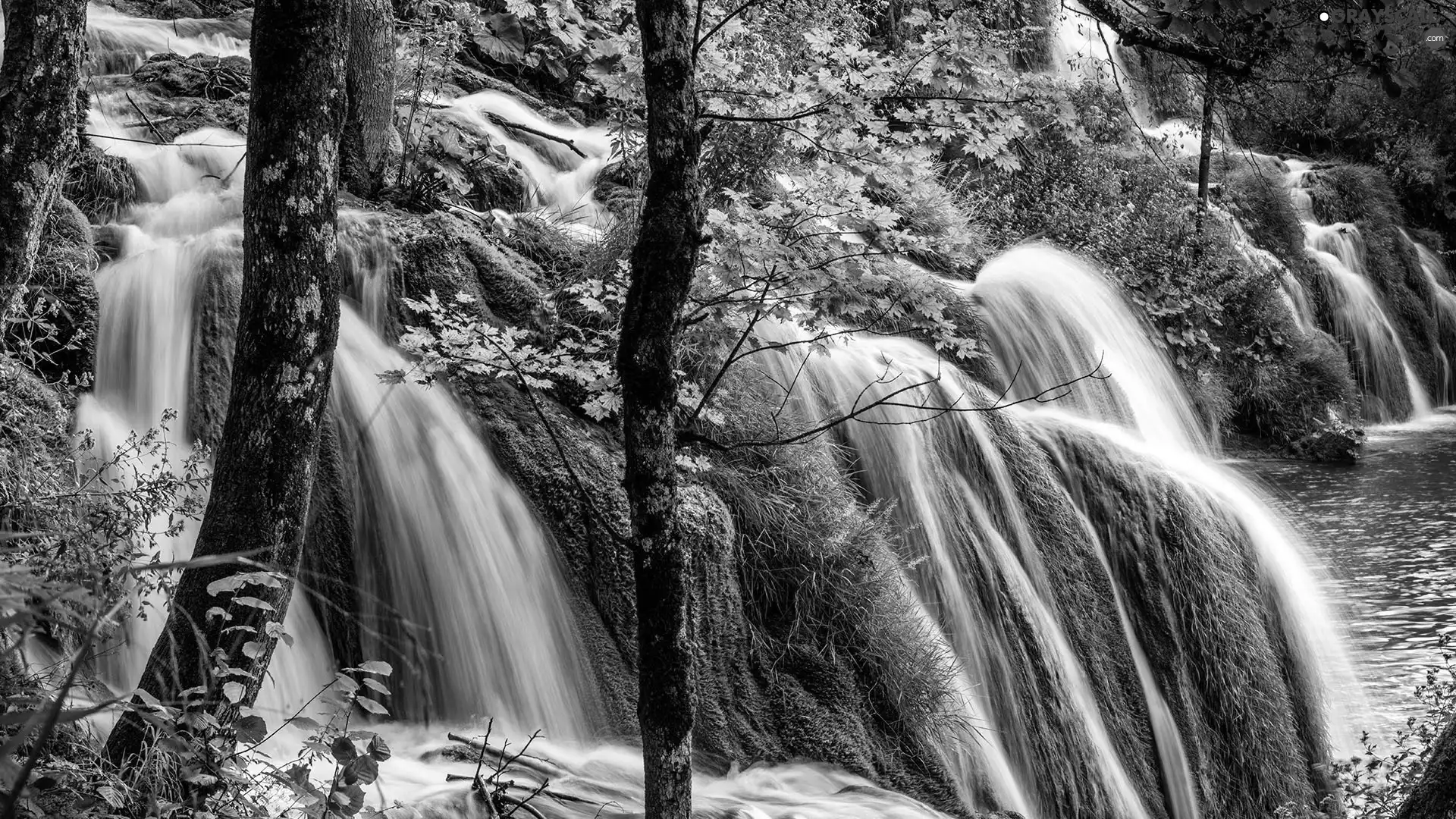 viewes, forest, rocks, trees, waterfall, mossy, Plants