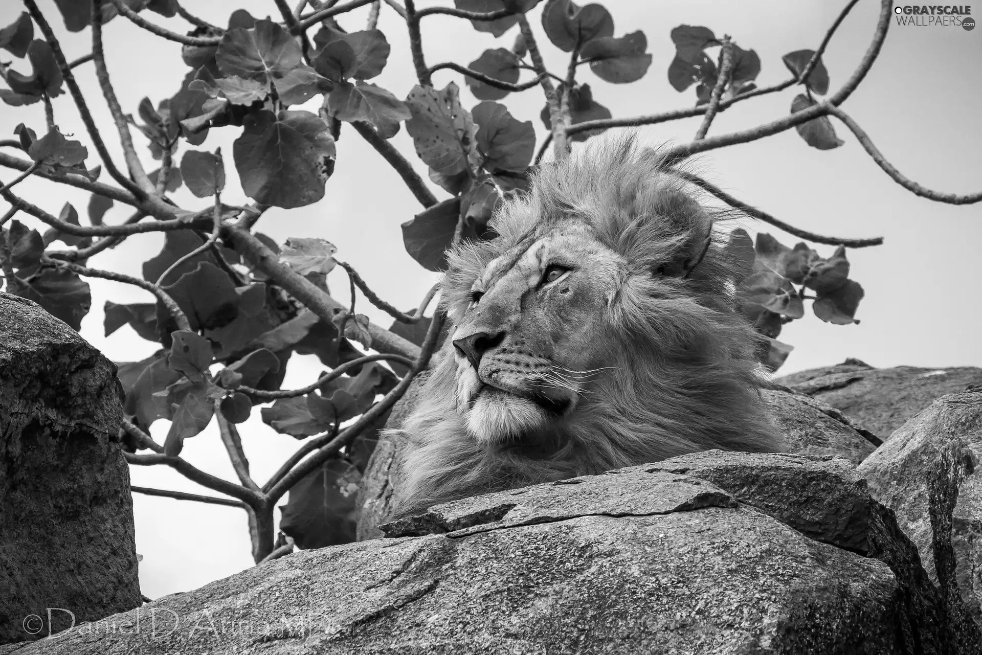 trees, Lion, rocks