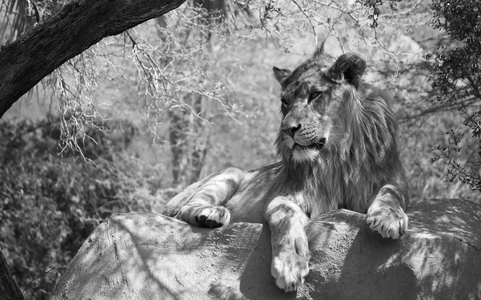 trees, Lion, Rocks