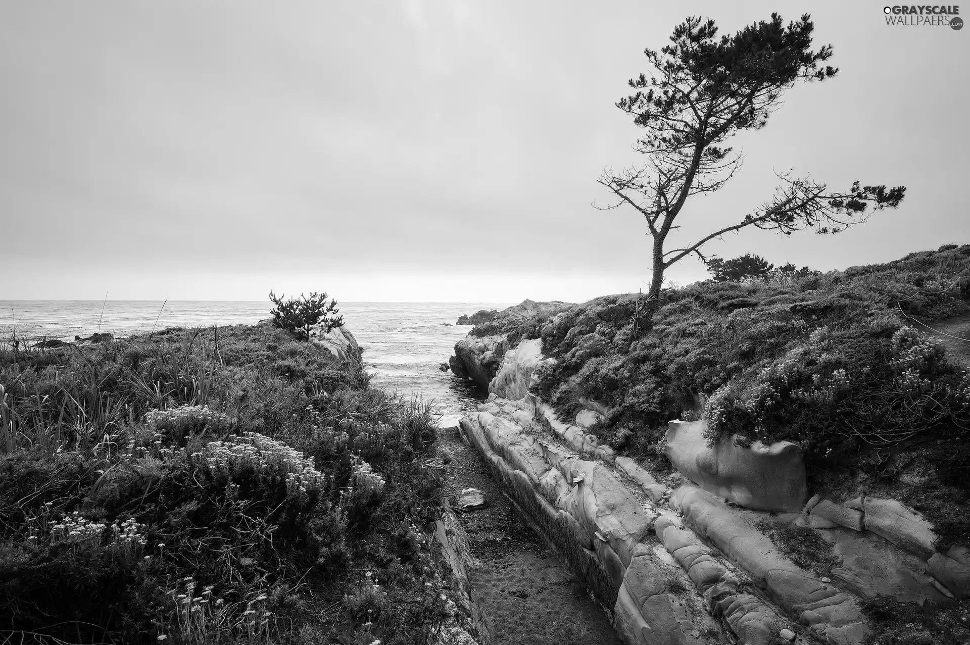 trees, sea, rocks