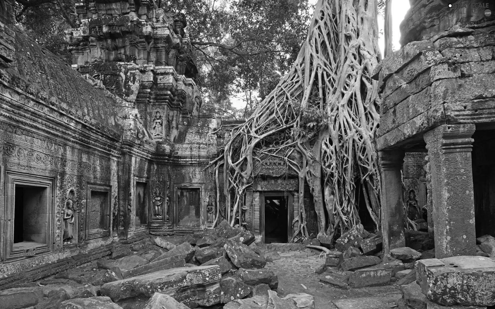 trees, Cambodia, ruins