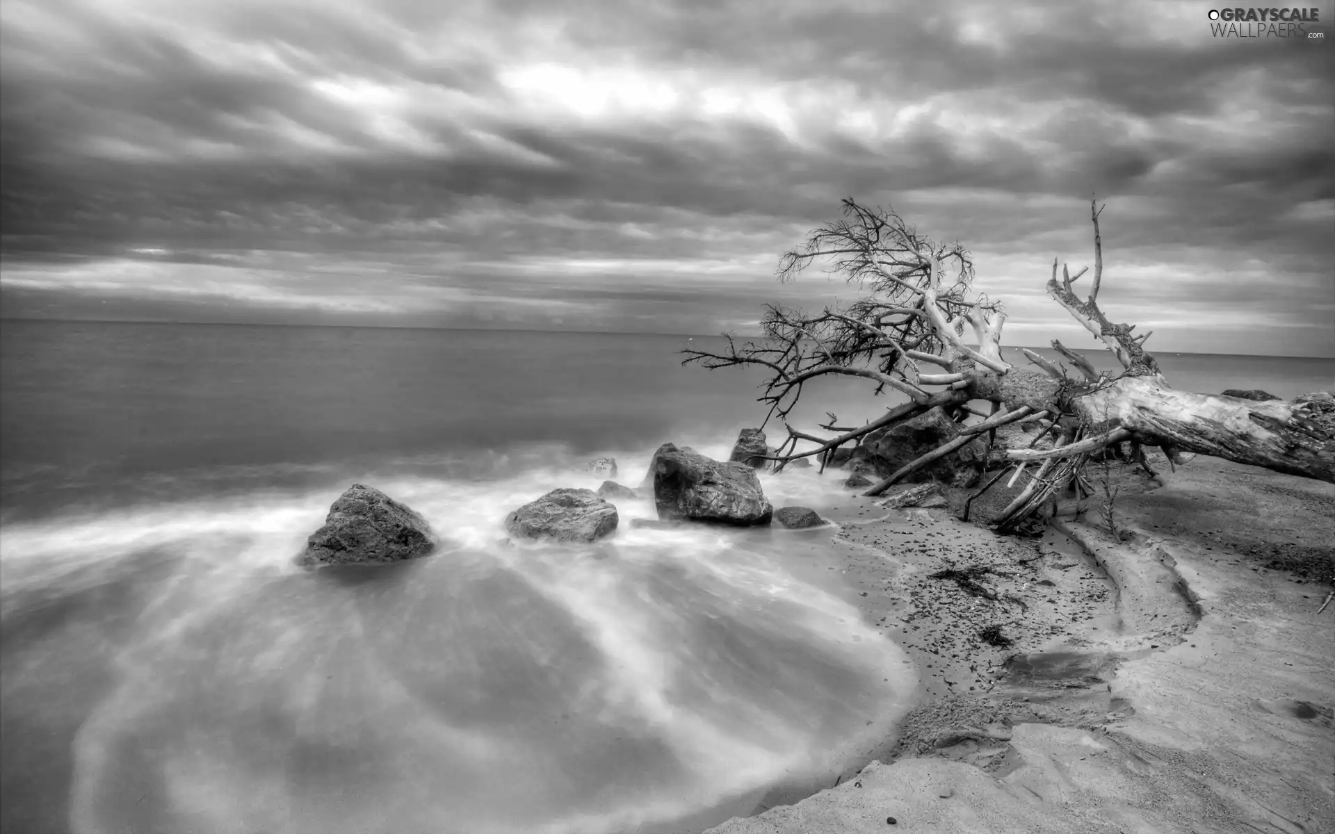 trees, Beaches, sea