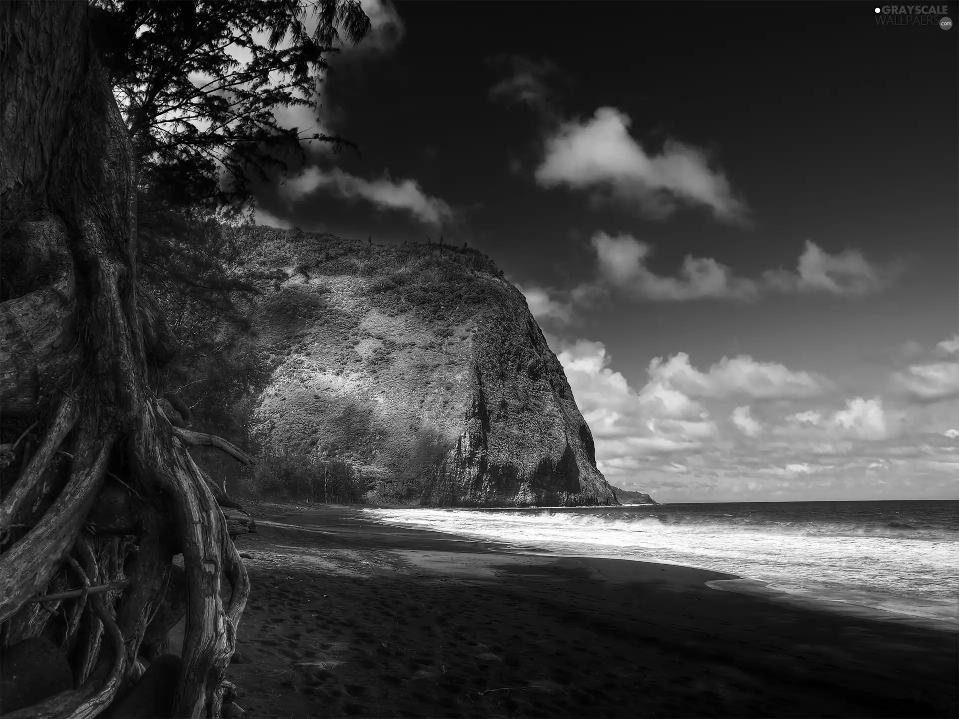 sea, coast, trees, Rocks