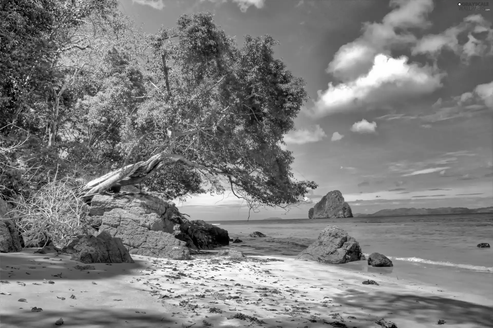 sea, rocks, trees, Beaches