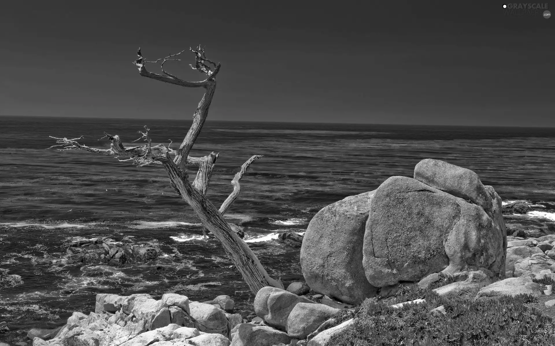 sea, Stones, trees, Sky