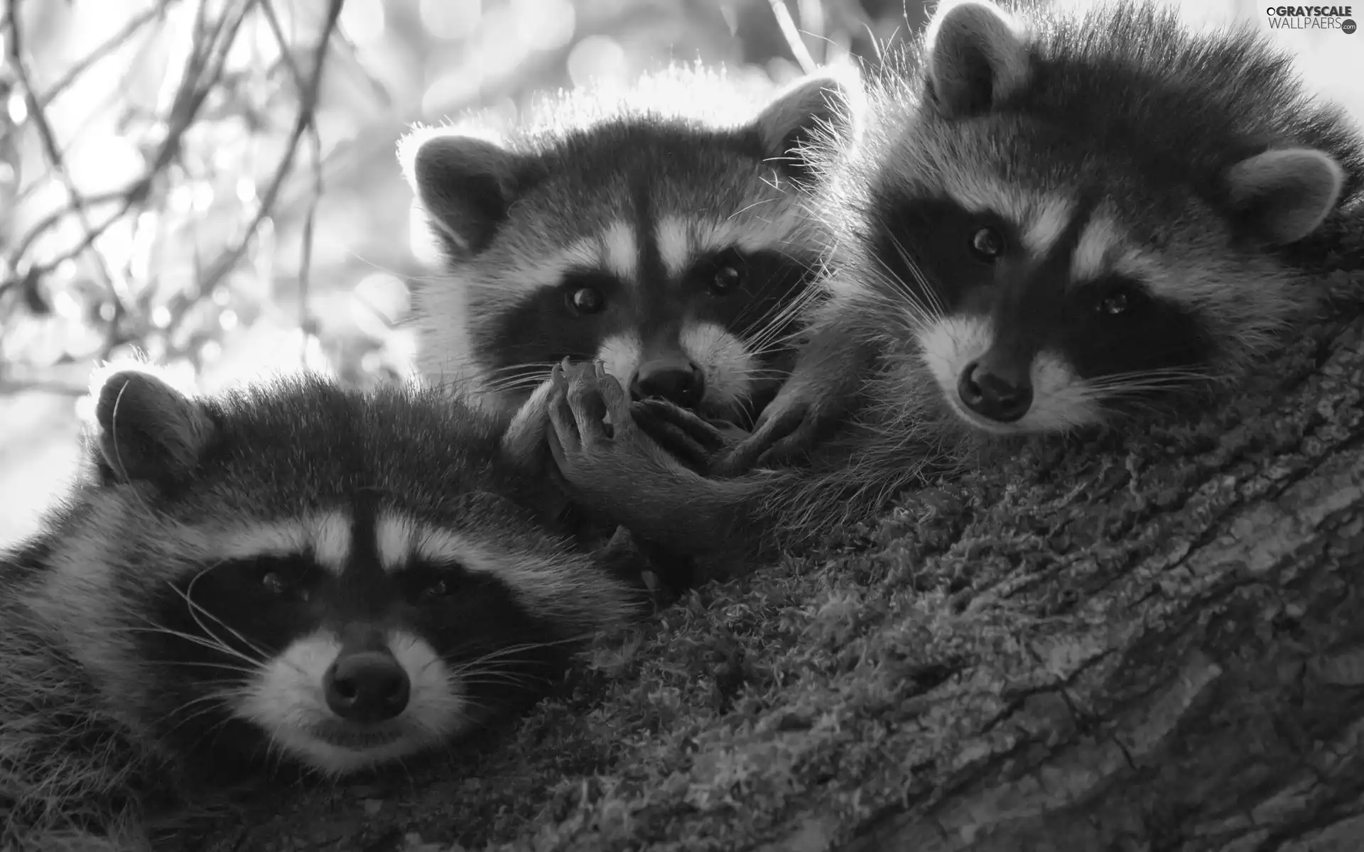 trees, Three, Sheds