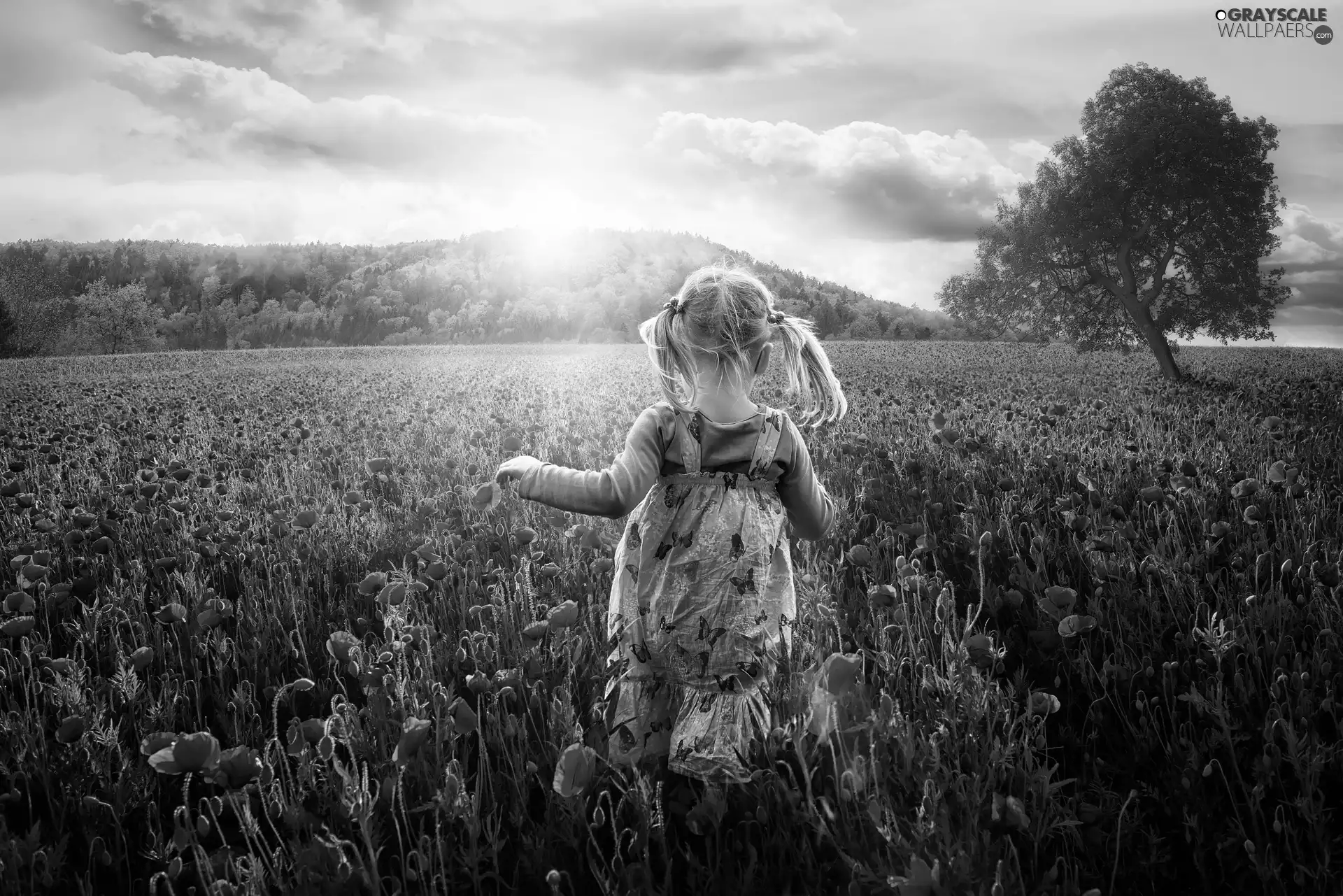 small, papavers, trees, girl