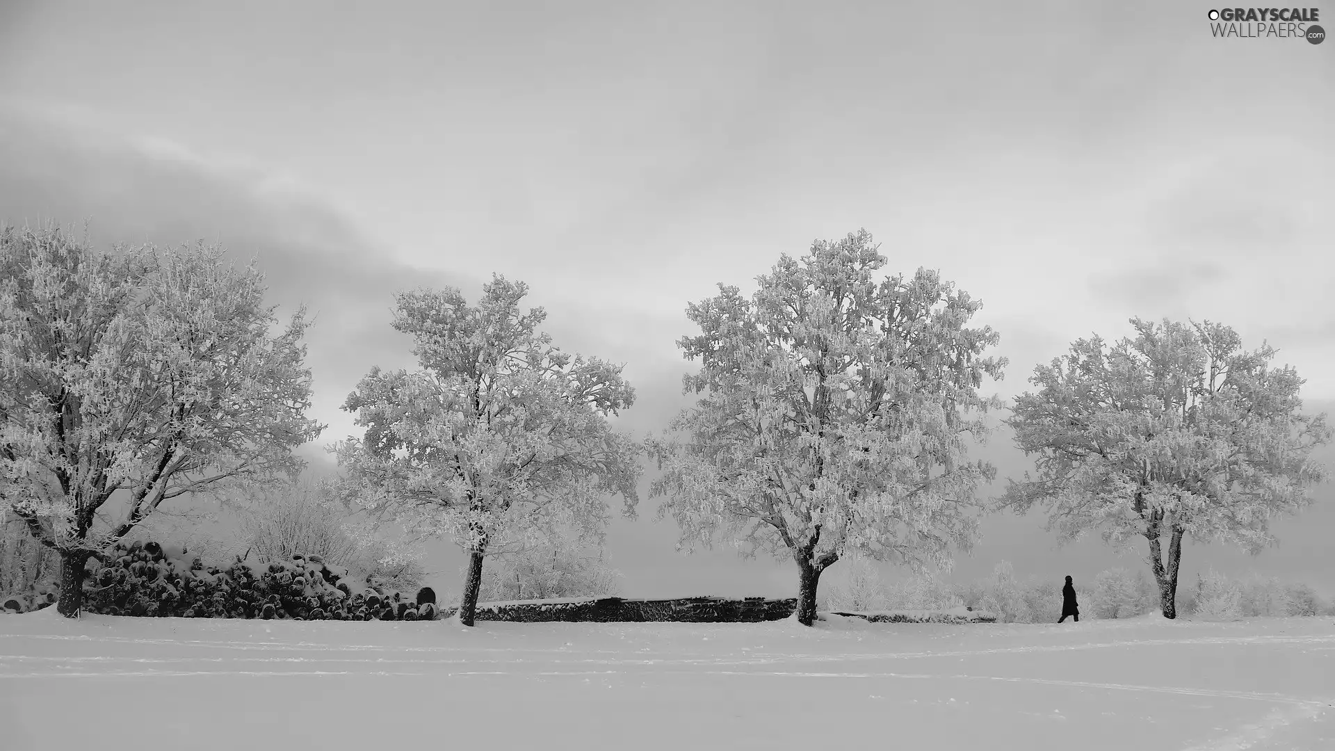 viewes, frosty, snow, trees, winter, Logs, form