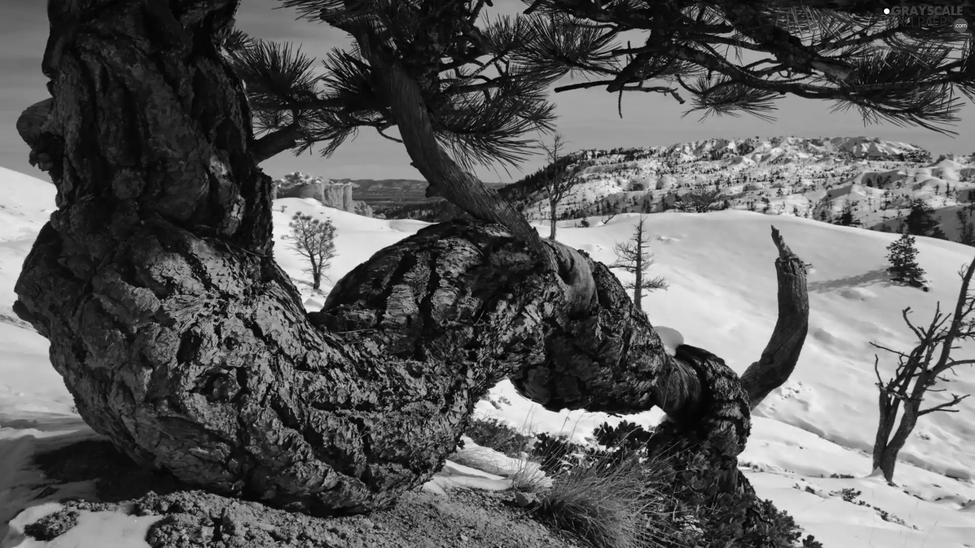 trees, Mountains, snow