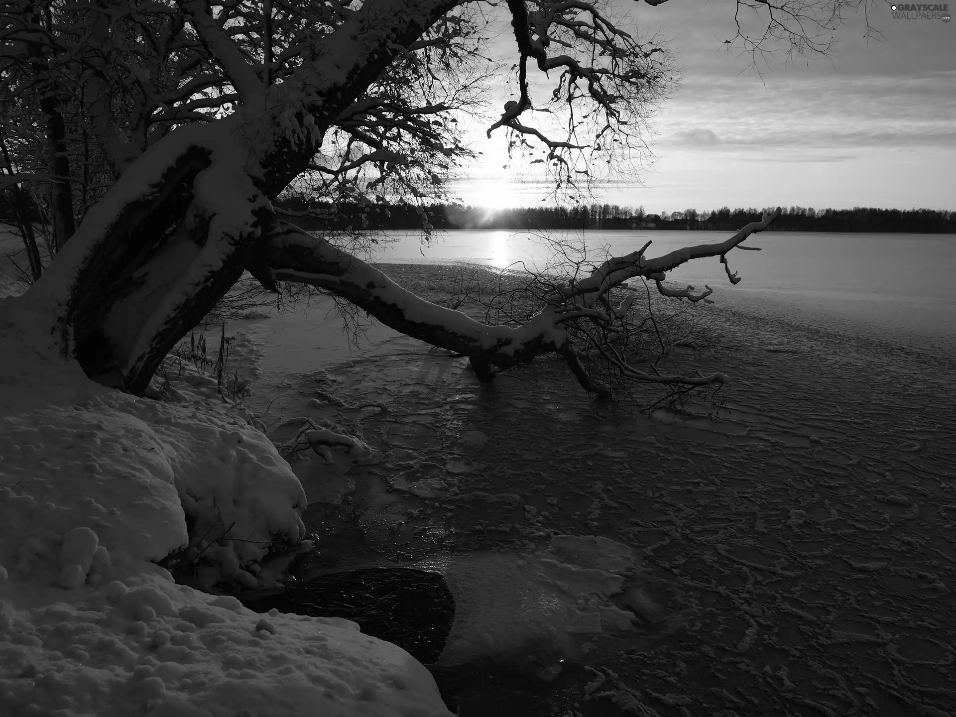 trees, snow, sun, lake, west
