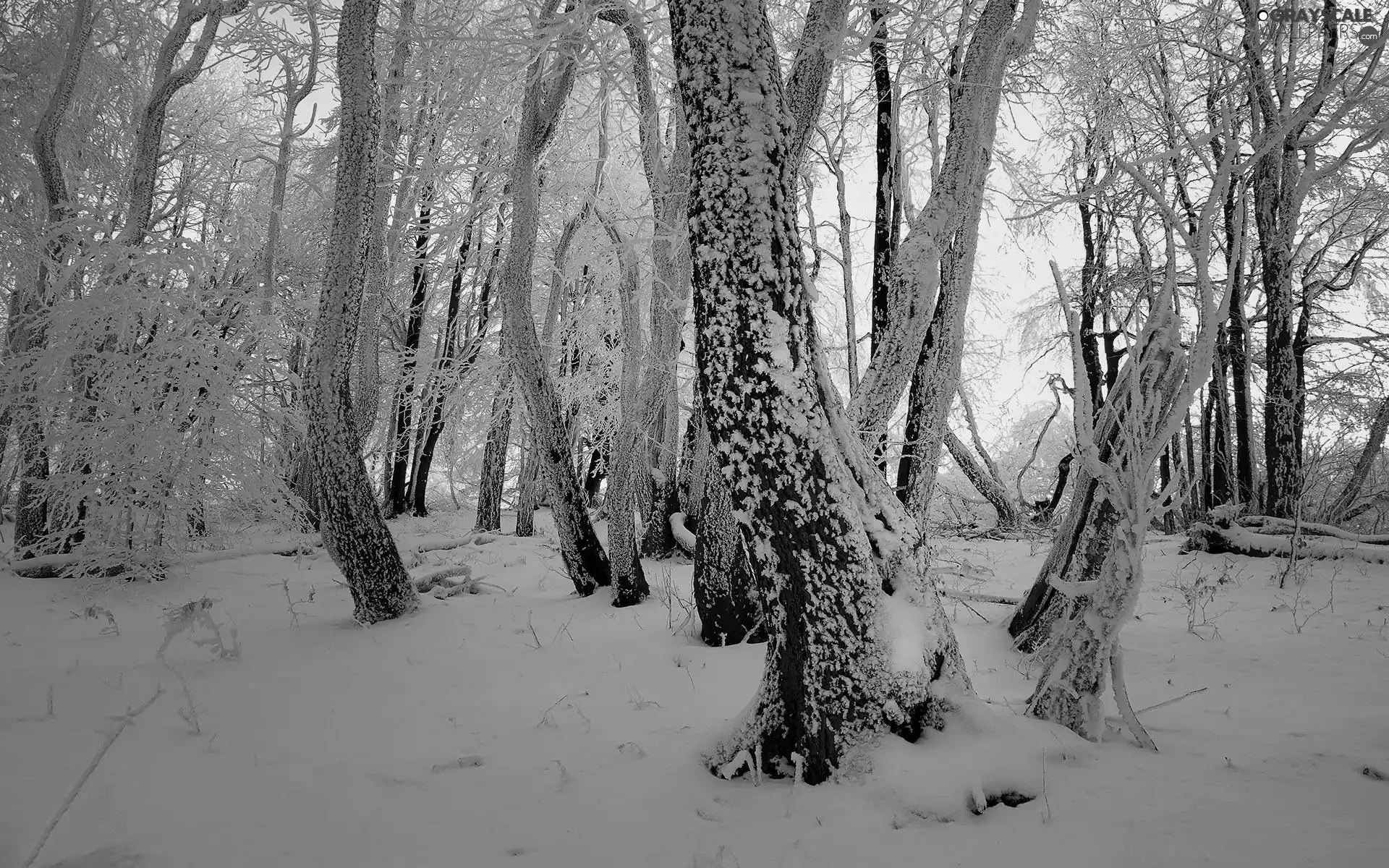 viewes, light breaking through sky, Snowy, trees, winter