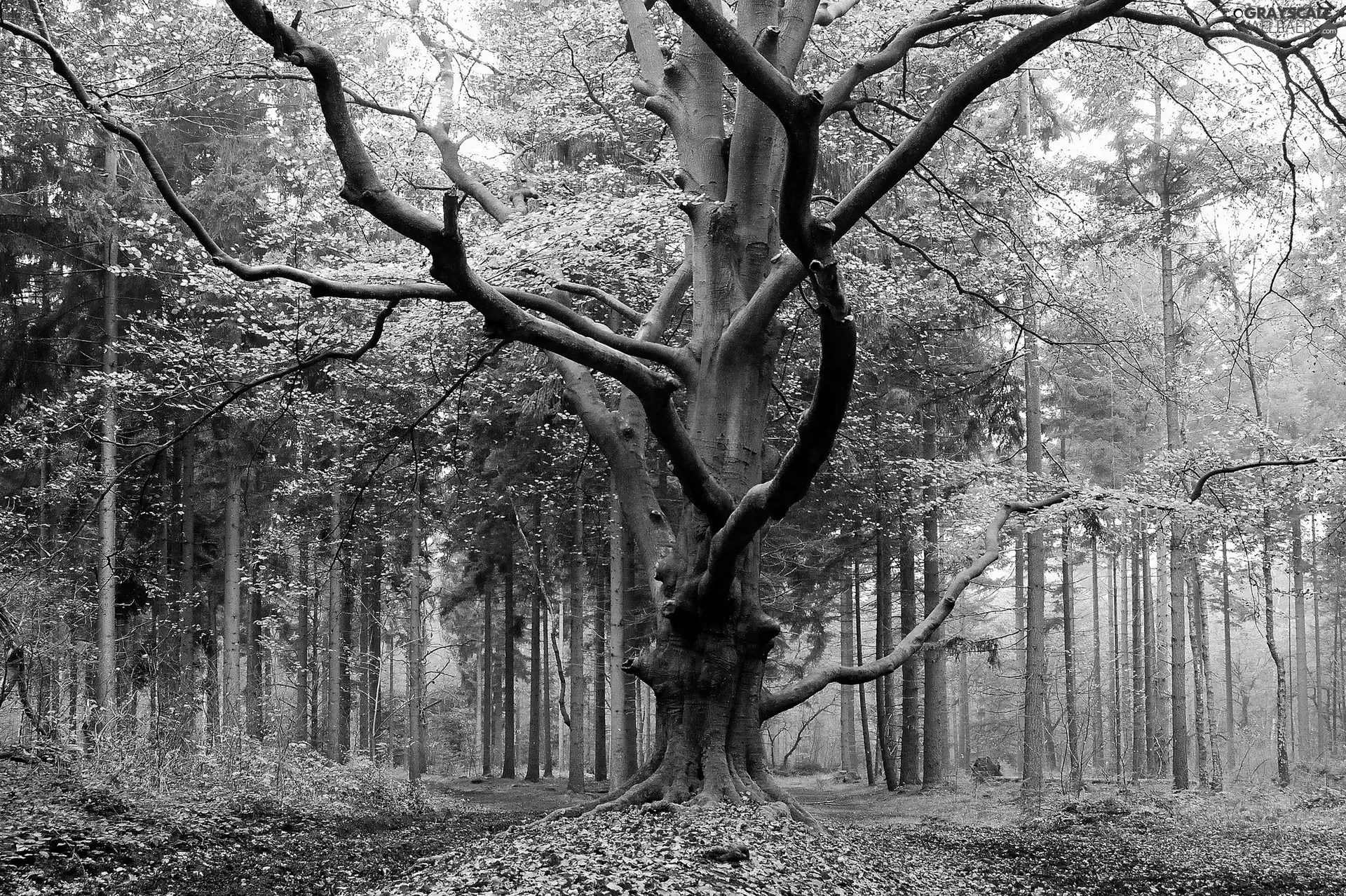 trees, forest, spreading