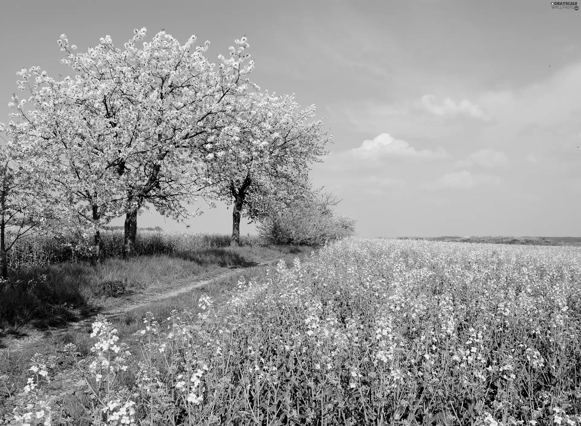 flourishing, rape, viewes, Path, Field, trees, Spring