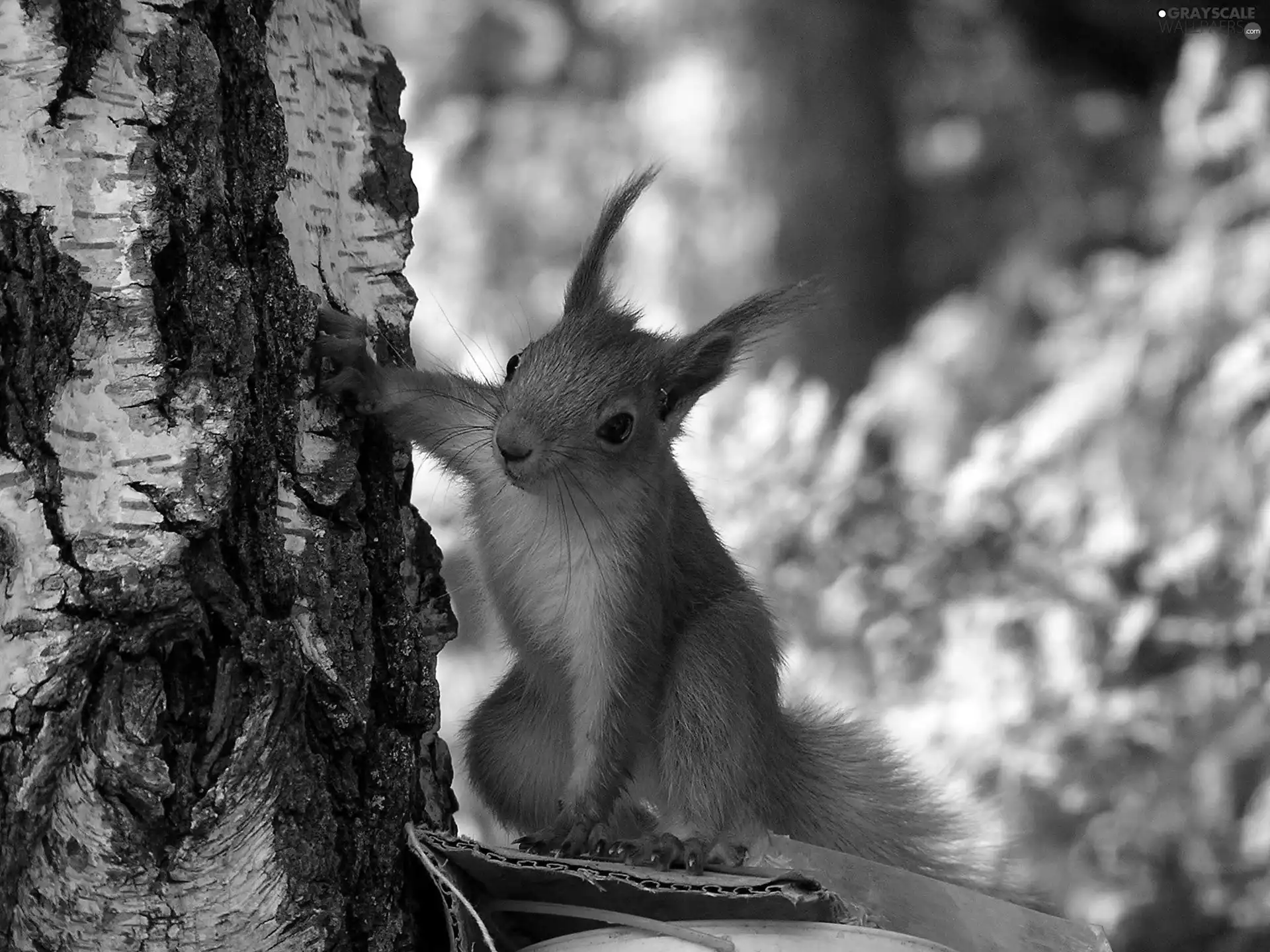 squirrel, trees