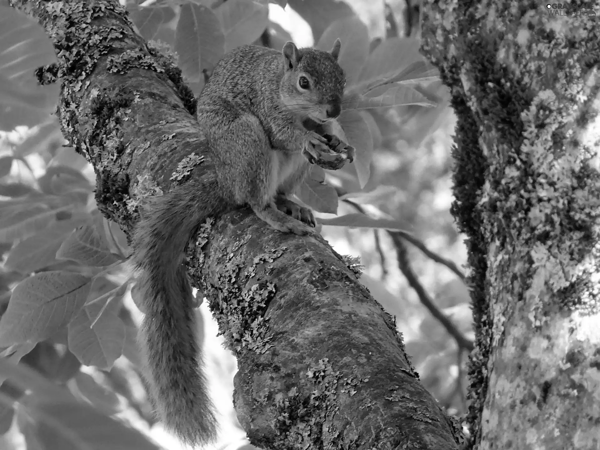 squirrel, trees