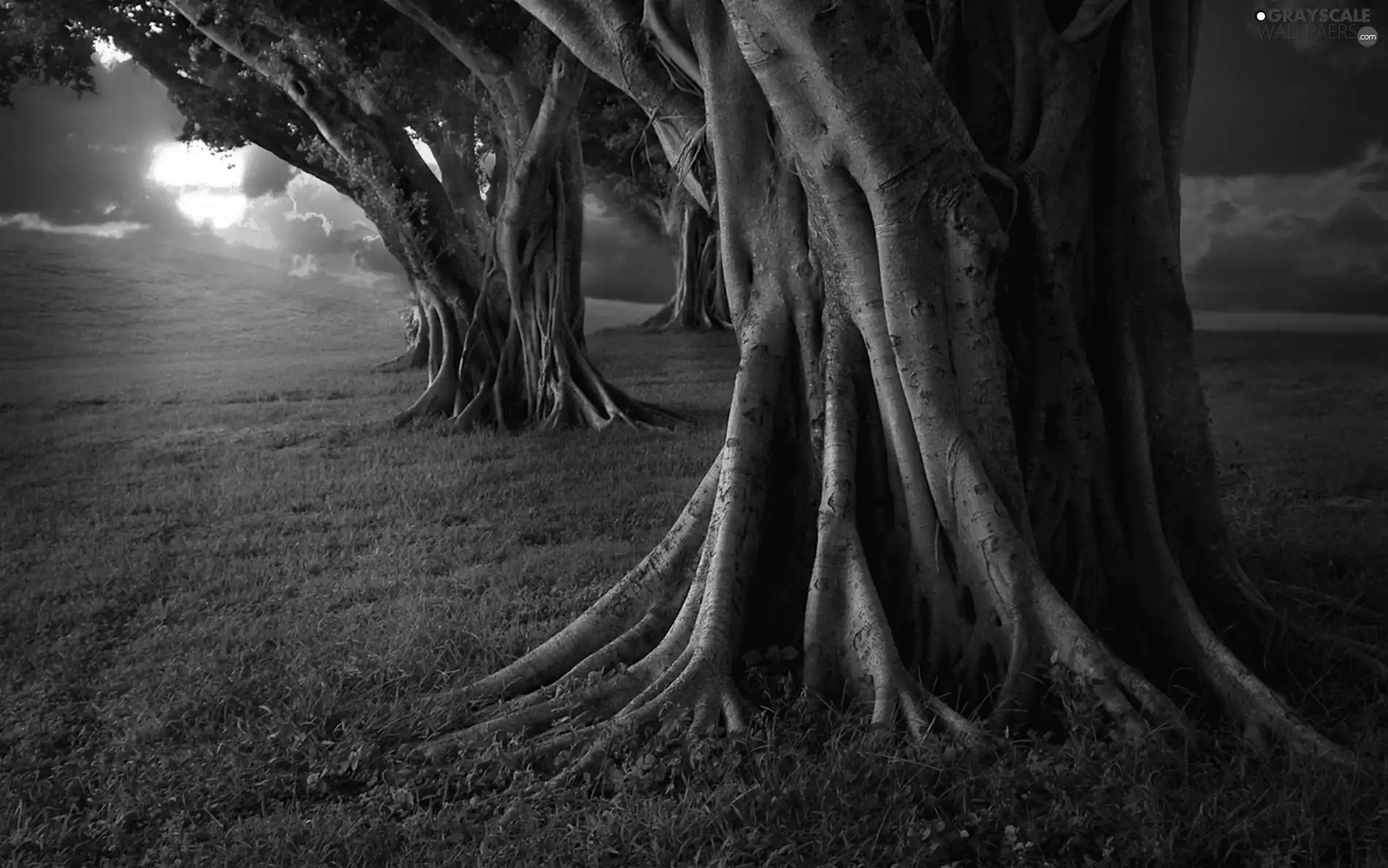 Stems, trees