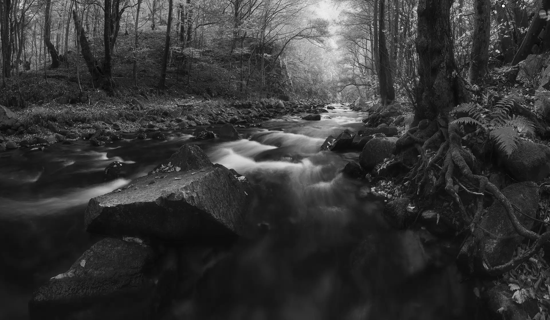 viewes, forest, Stones, trees, autumn, River, Fern