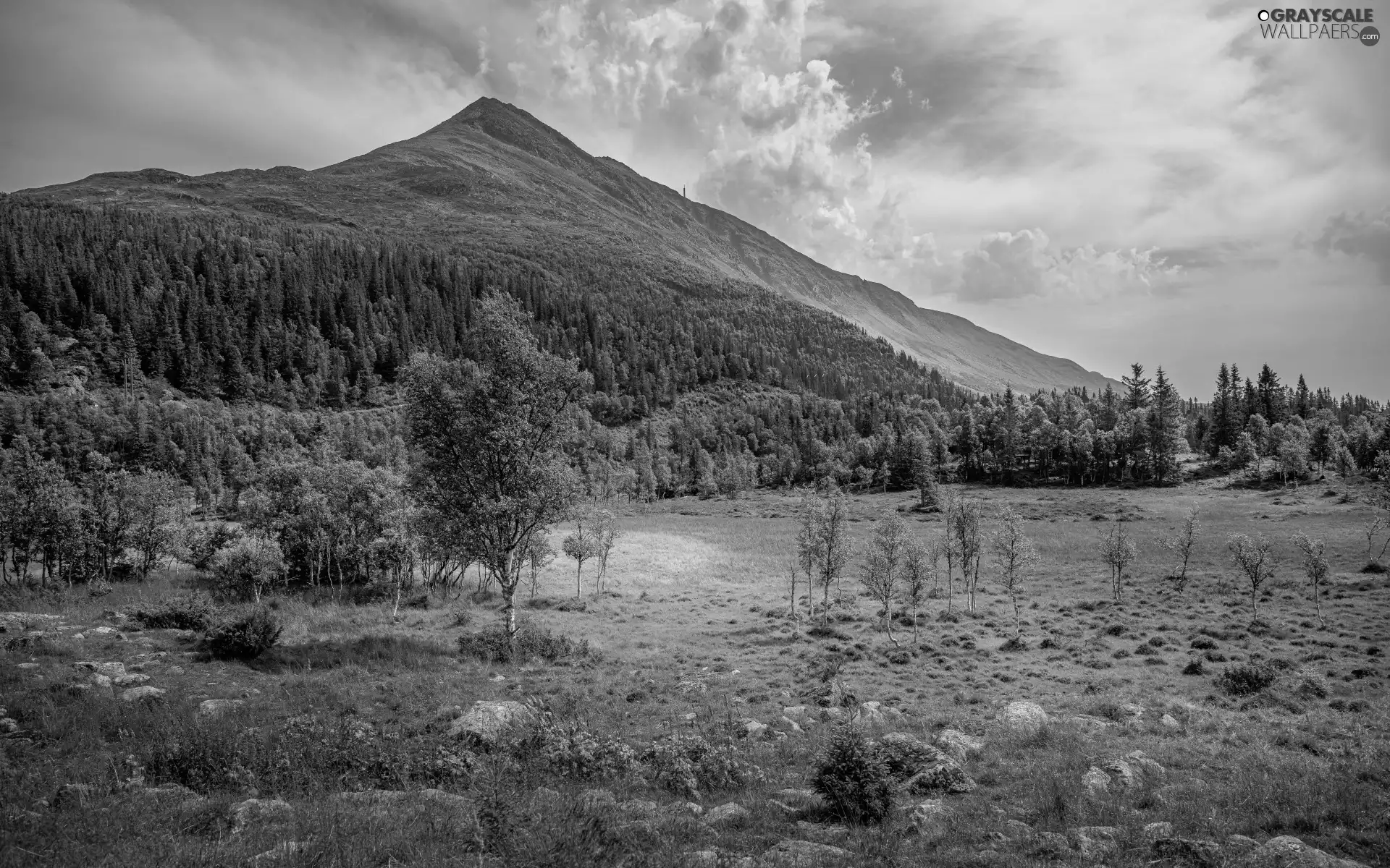 trees, Mountains, car in the meadow, Stones, viewes, forest