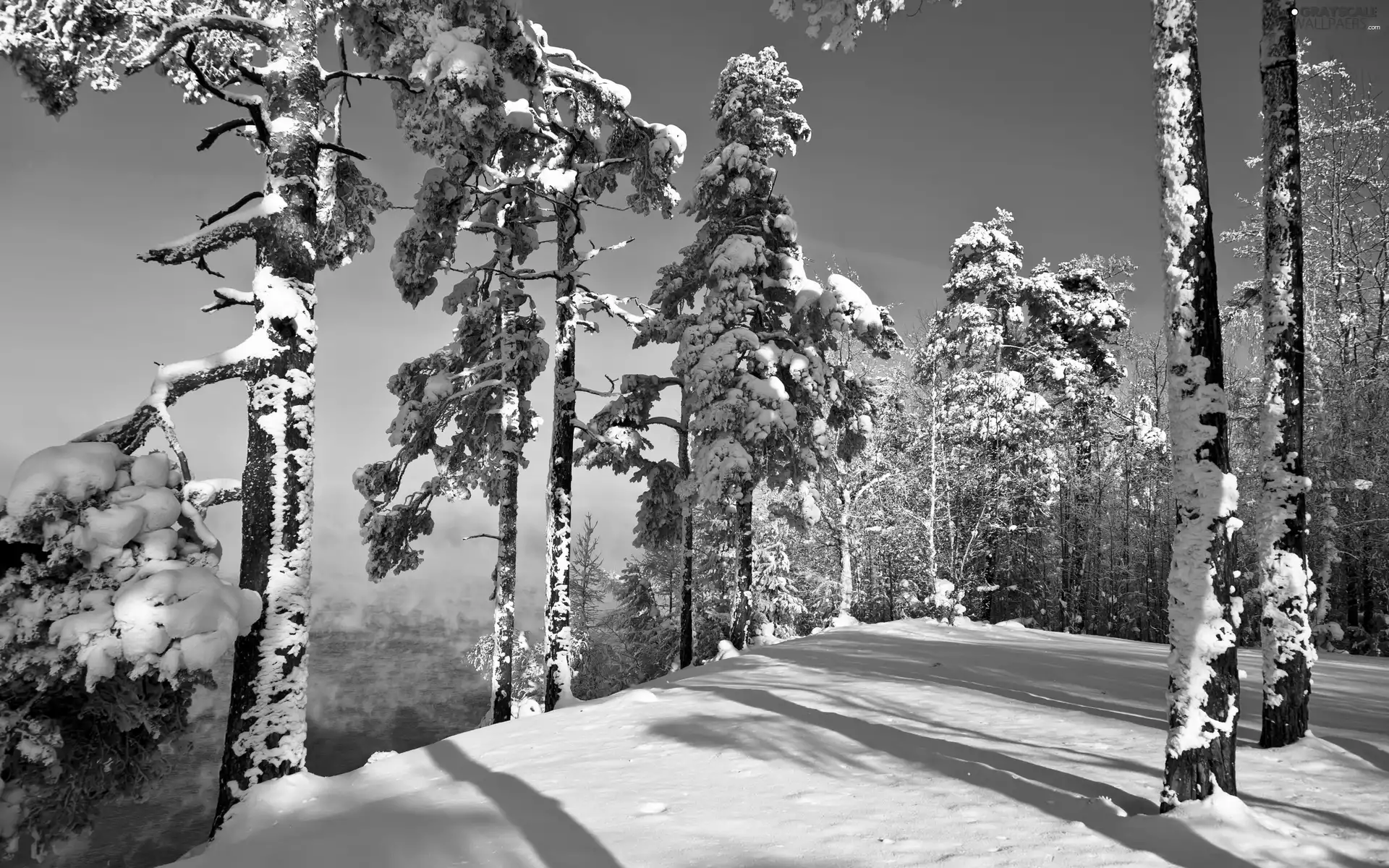 Snowy, Mountains, trees, viewes, luminosity, winter, sun, flash, ligh