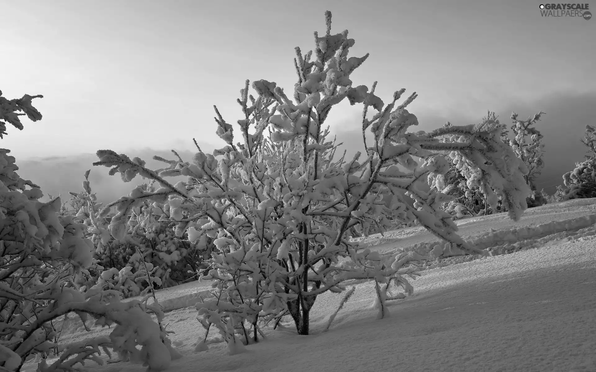 woods, Mountains, trees, viewes, luminosity, winter, sun, flash, ligh