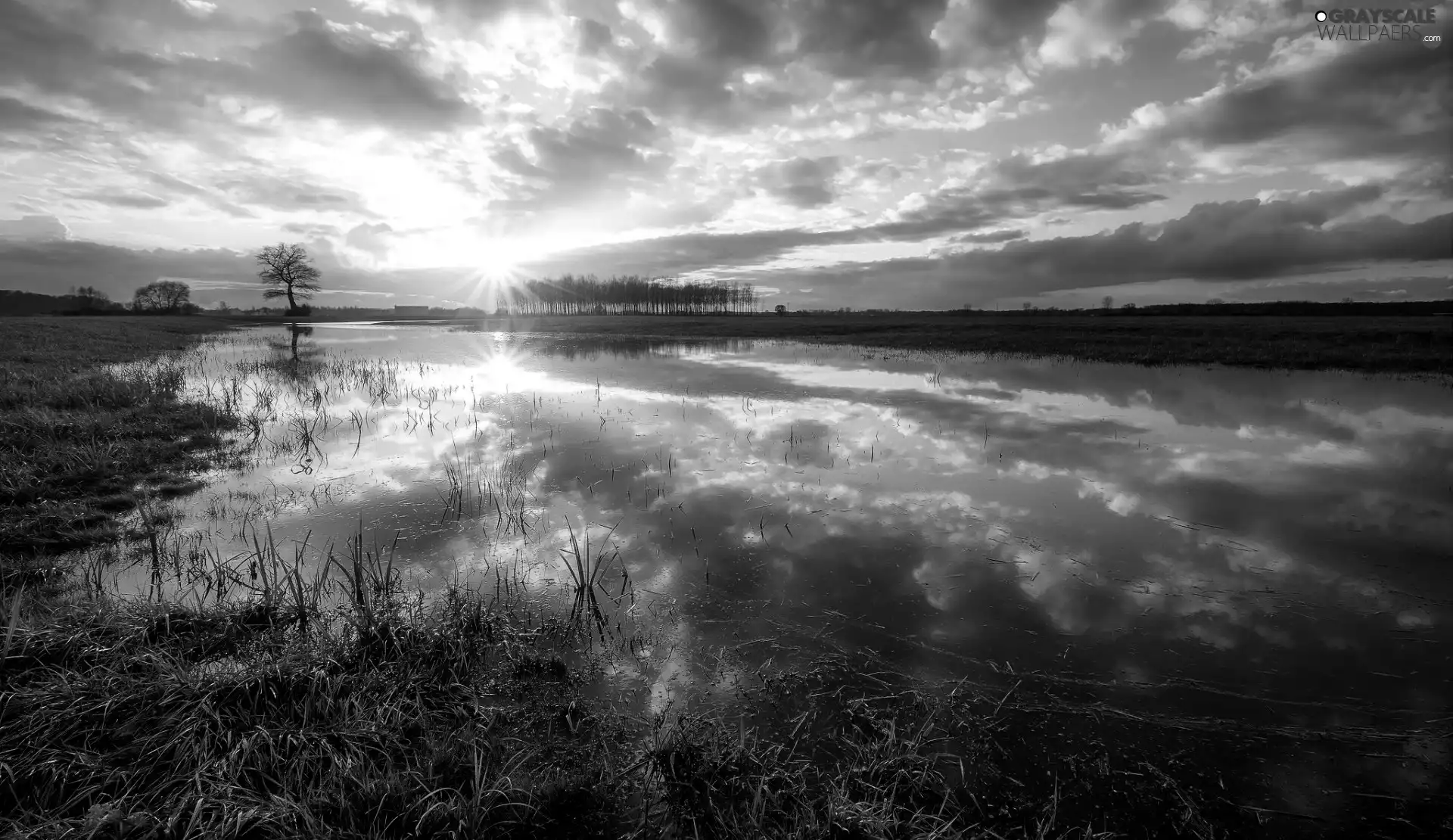 trees, viewes, grass, rays of the Sun, Pond - car