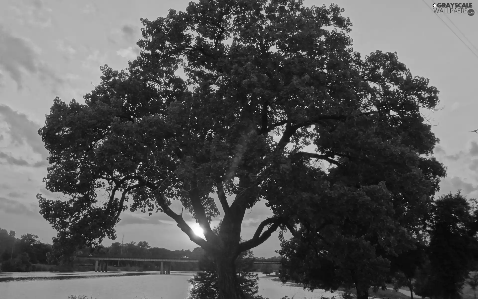 trees, west, sun