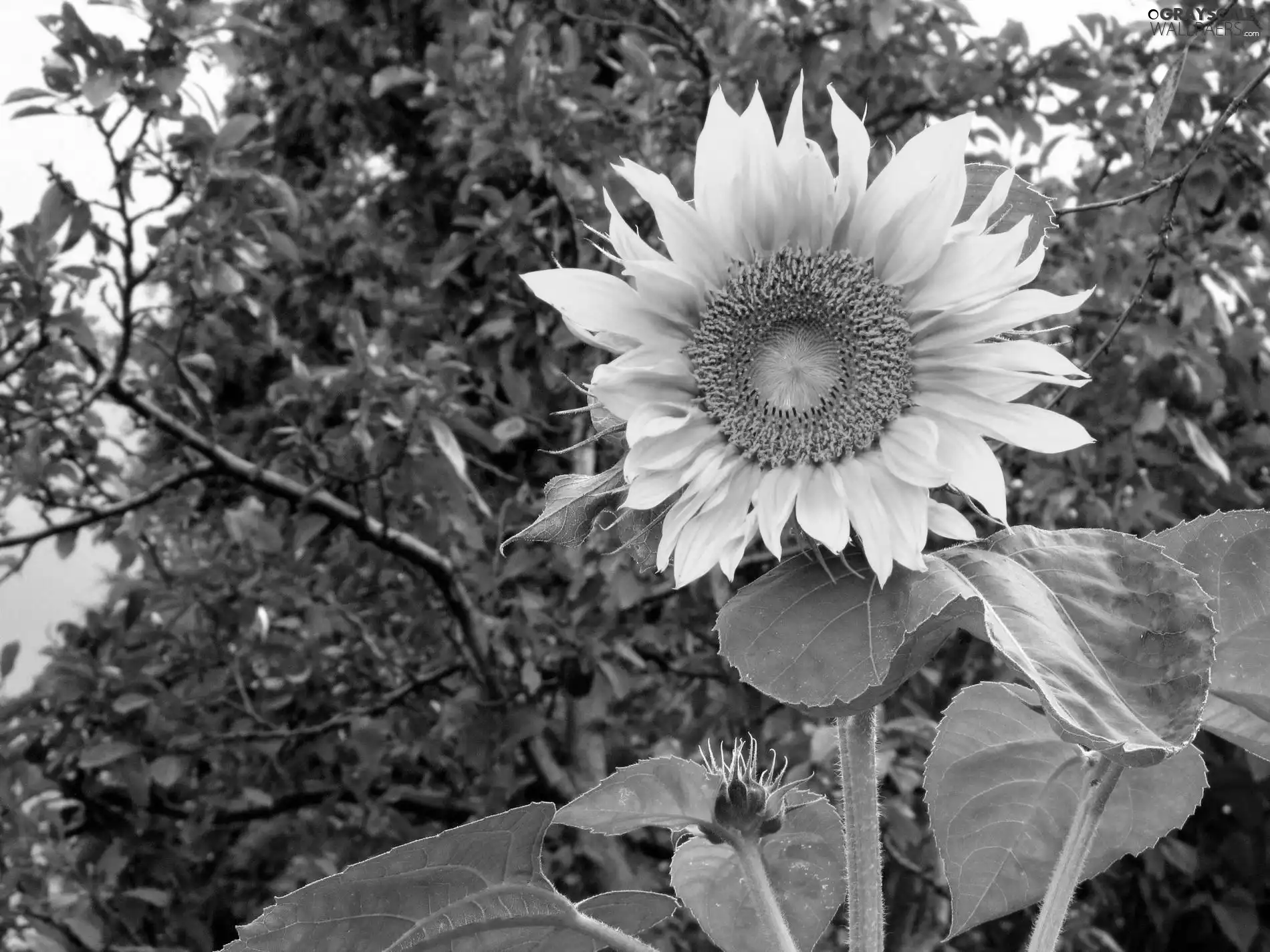 Sunflower, trees