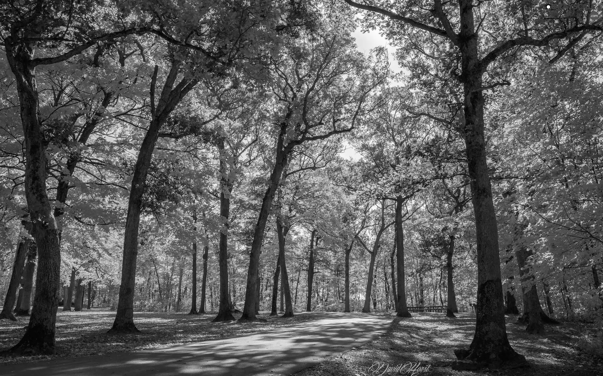 viewes, Yellowed, sunny, trees, autumn, Park, day