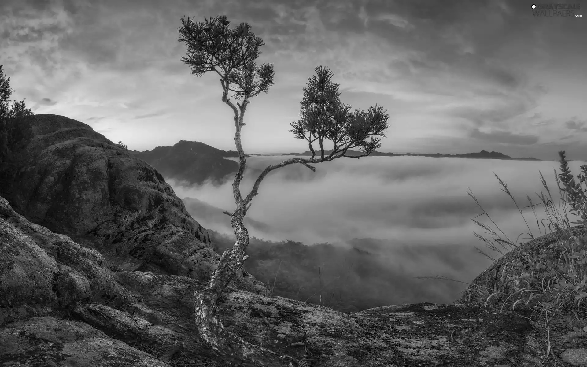 pine, Rocks, Sunrise, trees, Mountains, Fog, clouds