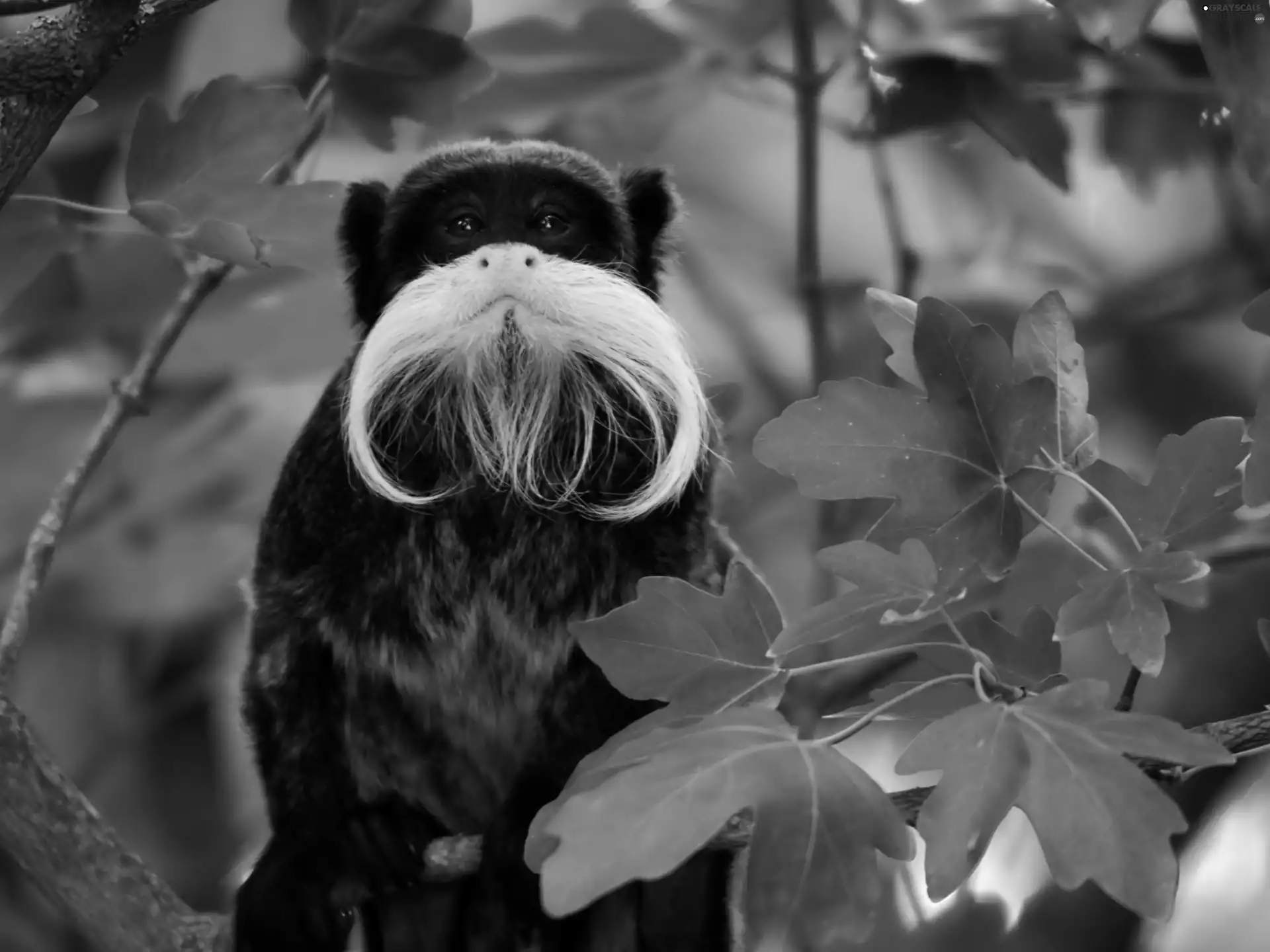 tamarin, marmoset, trees, Tamarin