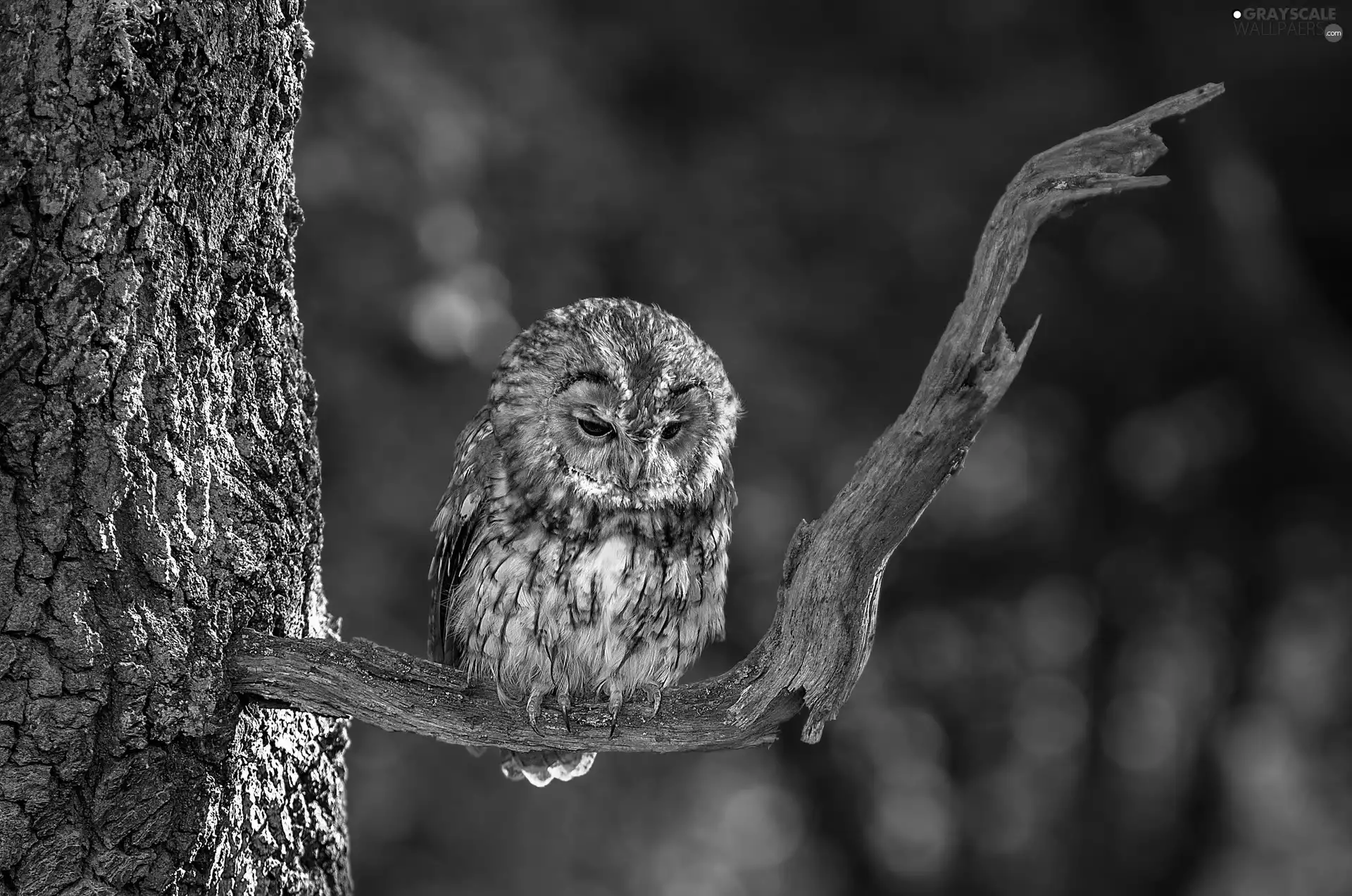 branch, Tawny Owl, trees