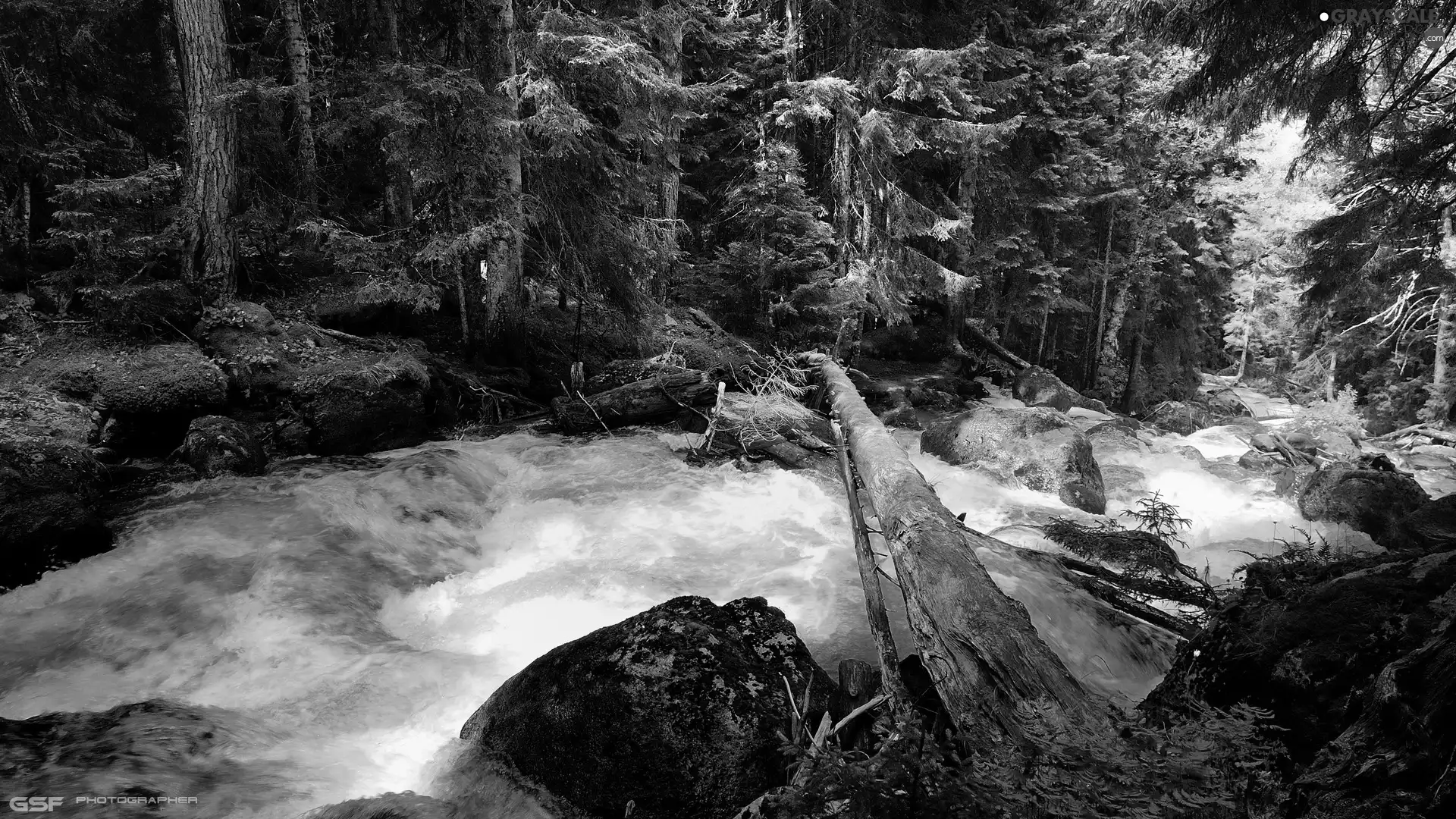 River, forest, fallen, trees, Stones, tear