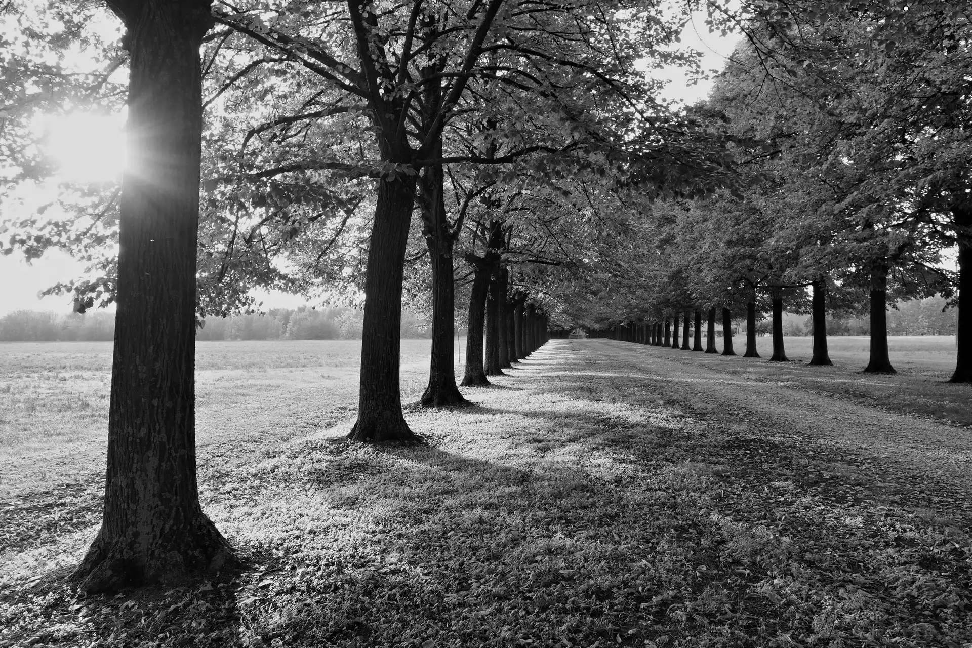 trees, Way, Meadow, Avenues, alley, viewes, rays of the Sun