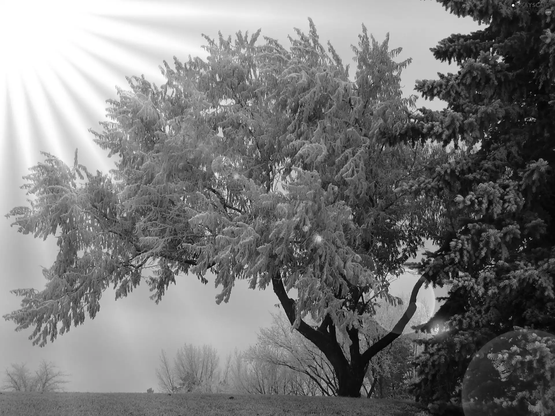 winter, rays of the Sun, trees