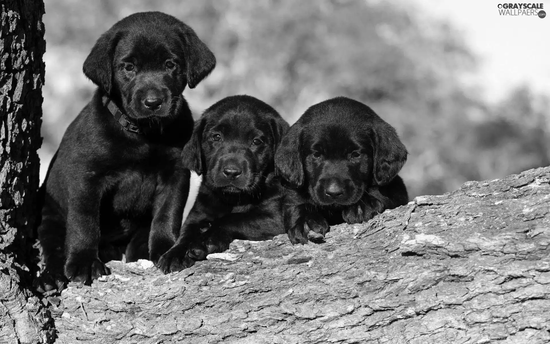 Three, Labradors, trees, Black
