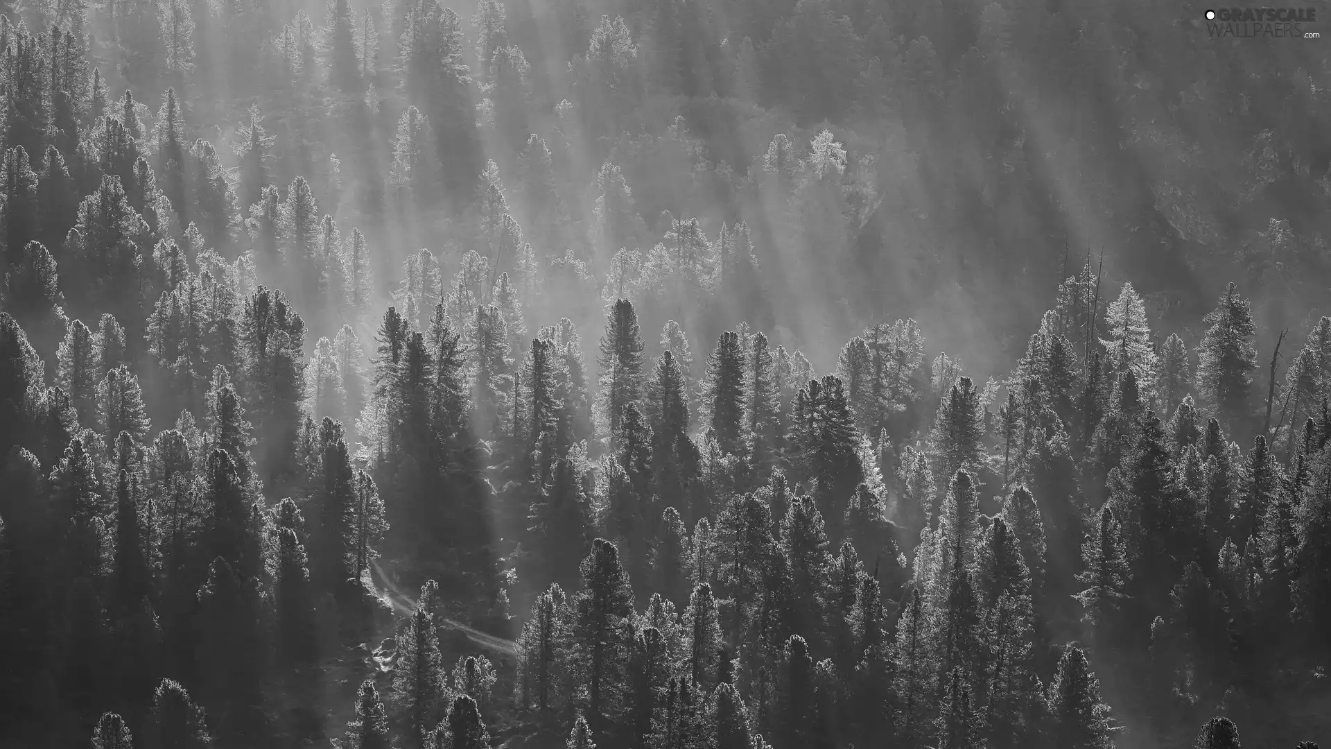 light breaking through sky, Way, viewes, forest, trees