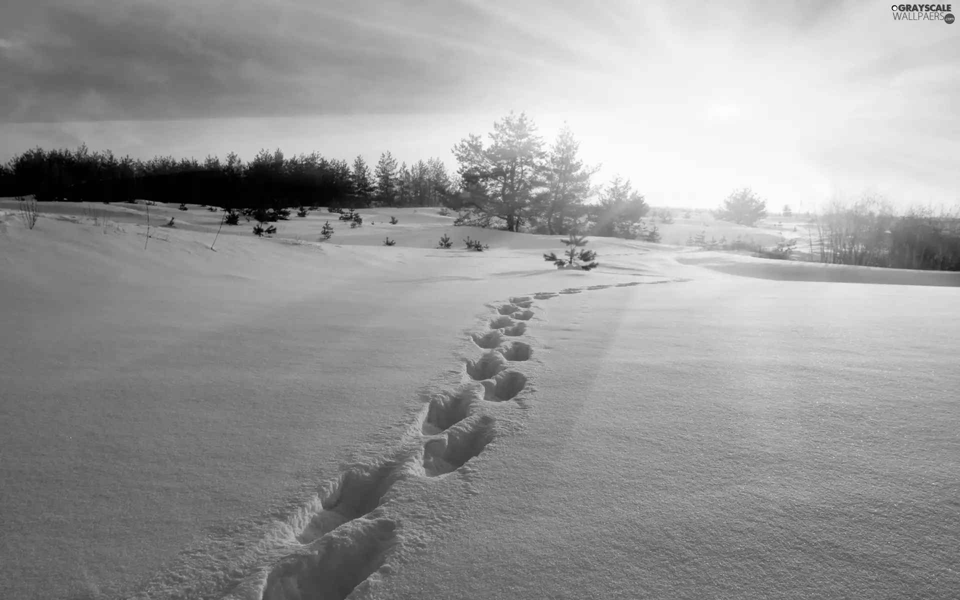 trees, rays, traces, snow, viewes, Great Sunsets