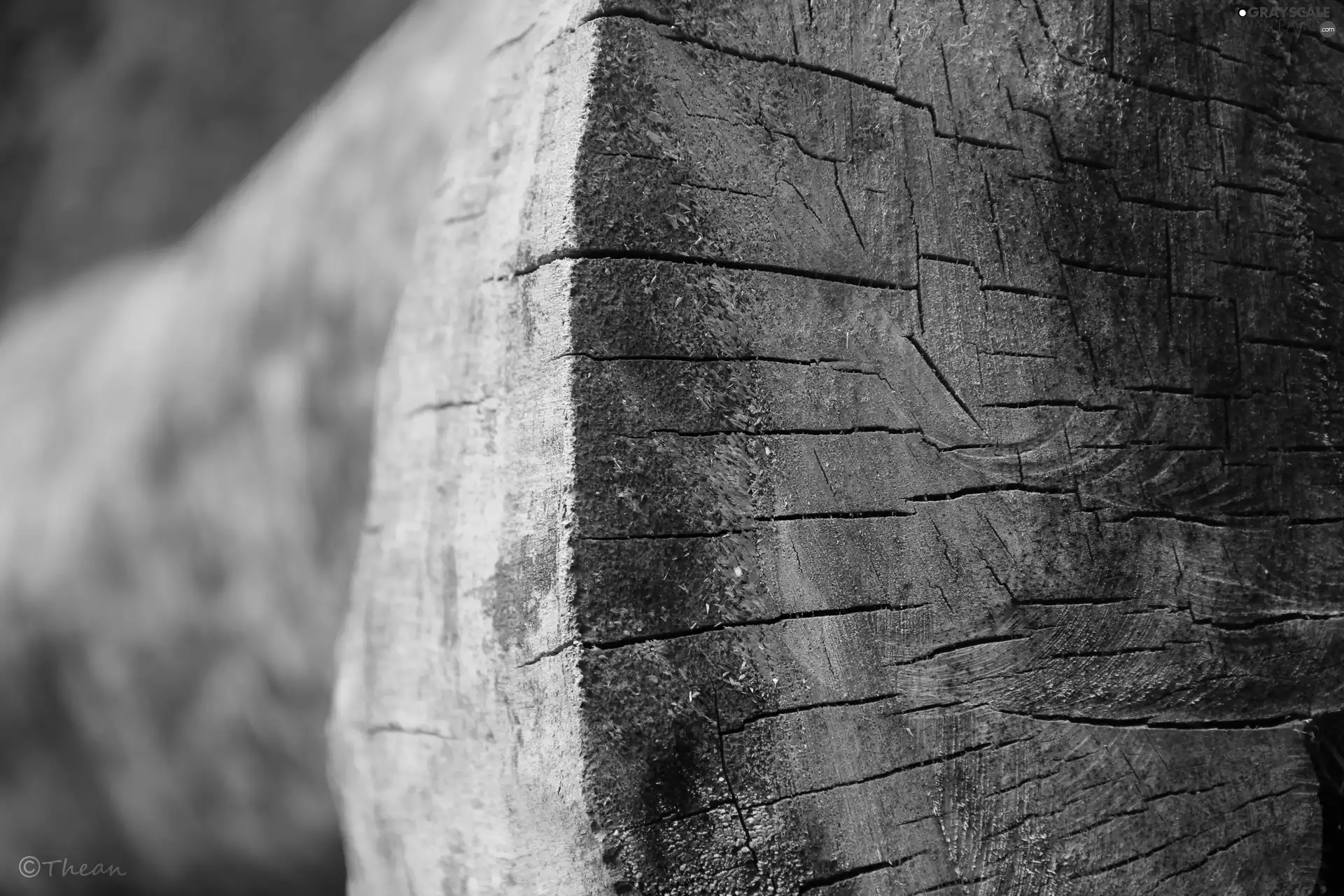 trees, cut, trunk