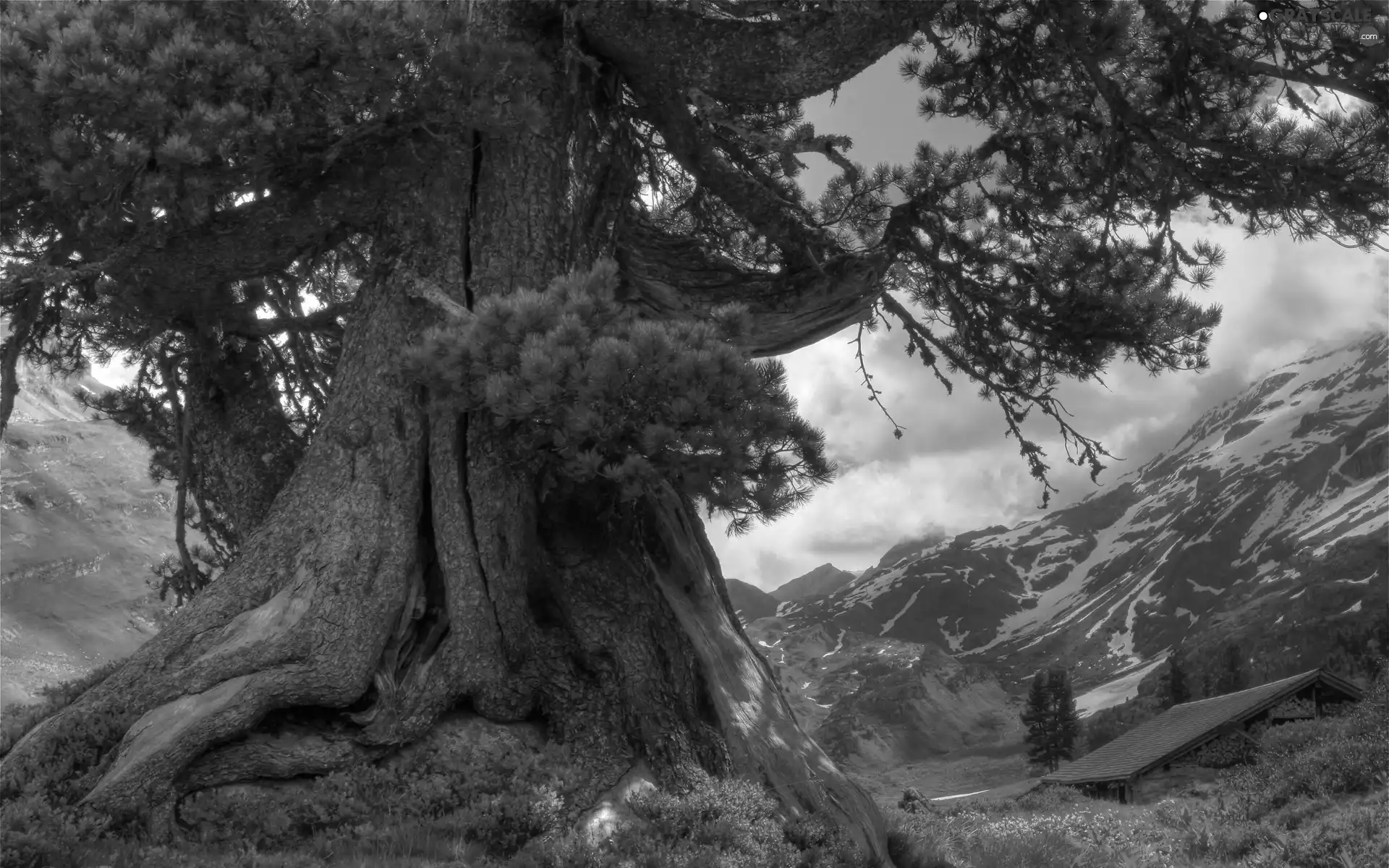 trees, fat, trunk