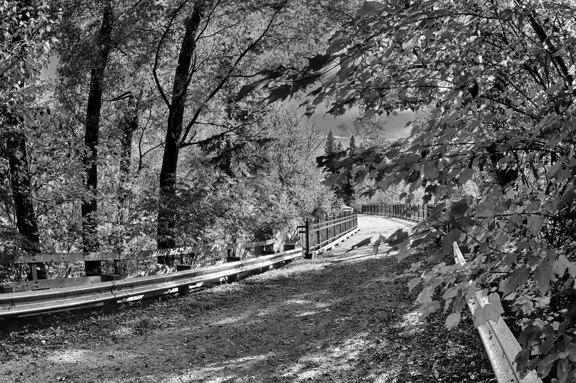 trees, viewes, Way, bridge, autumn