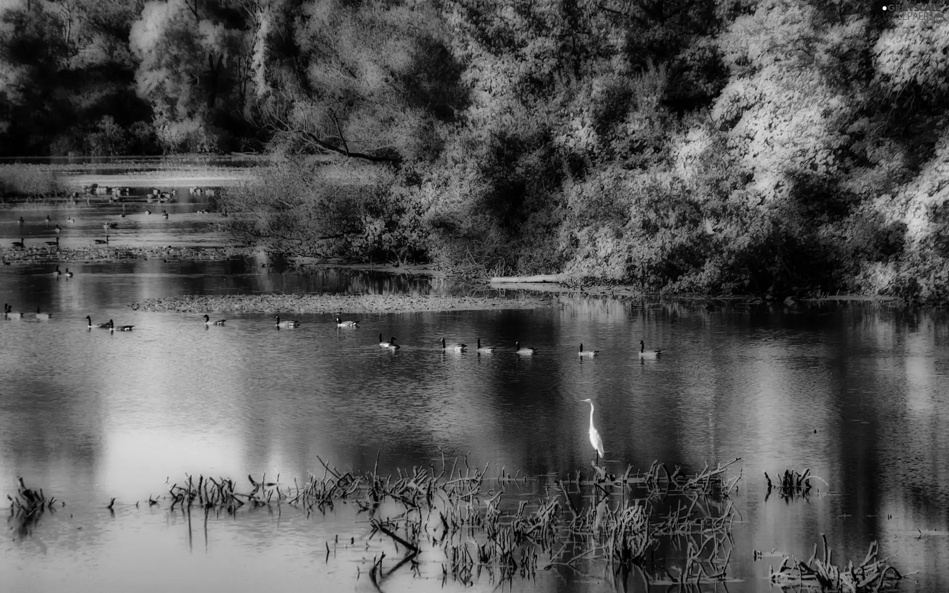 trees, viewes, lake, ducks, autumn