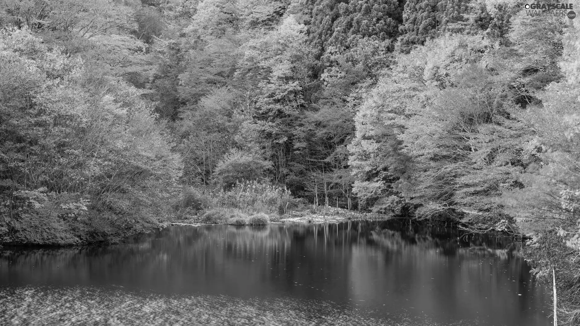 trees, viewes, lake, forest, autumn