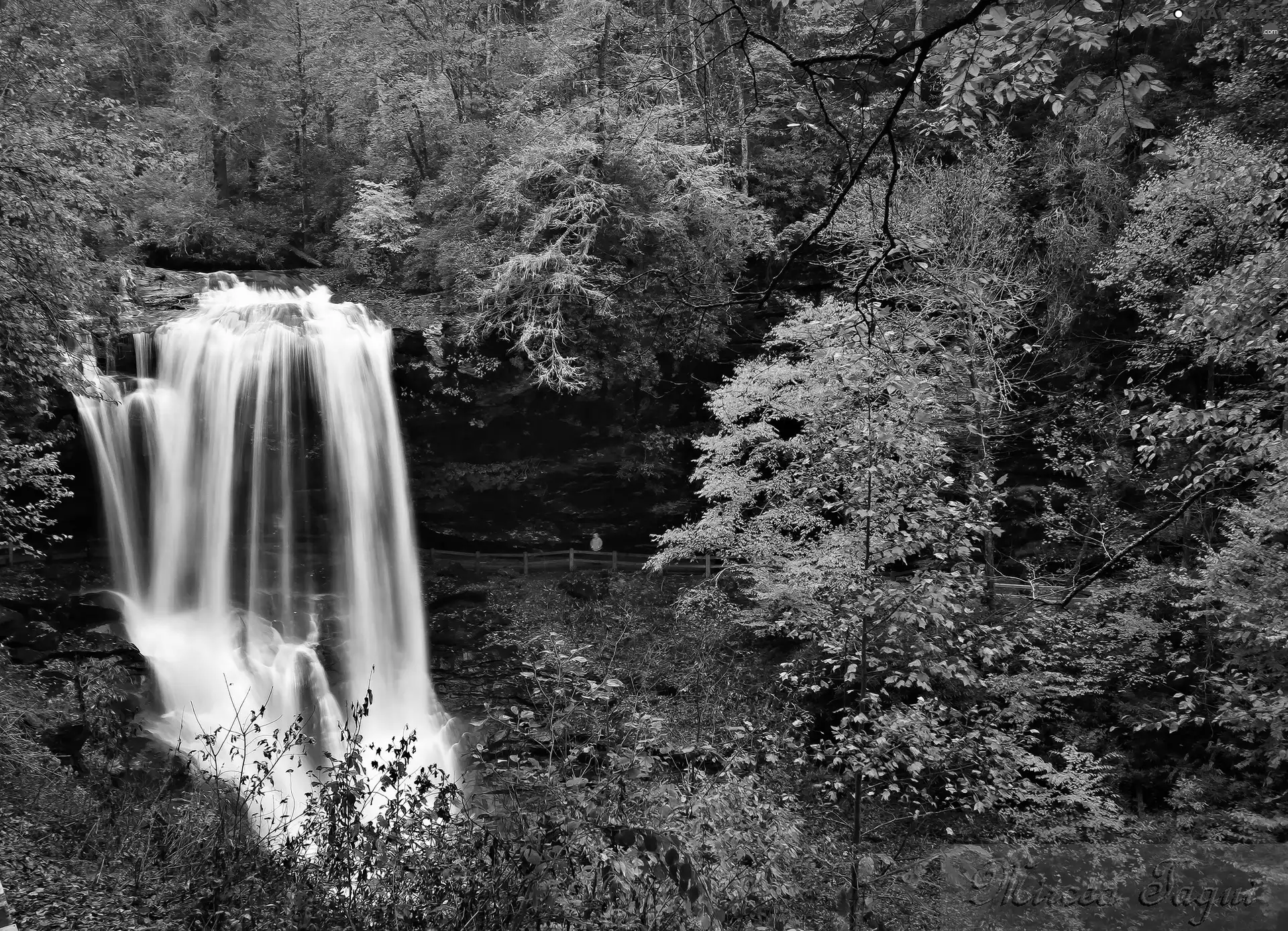 trees, viewes, forest, waterfall, autumn