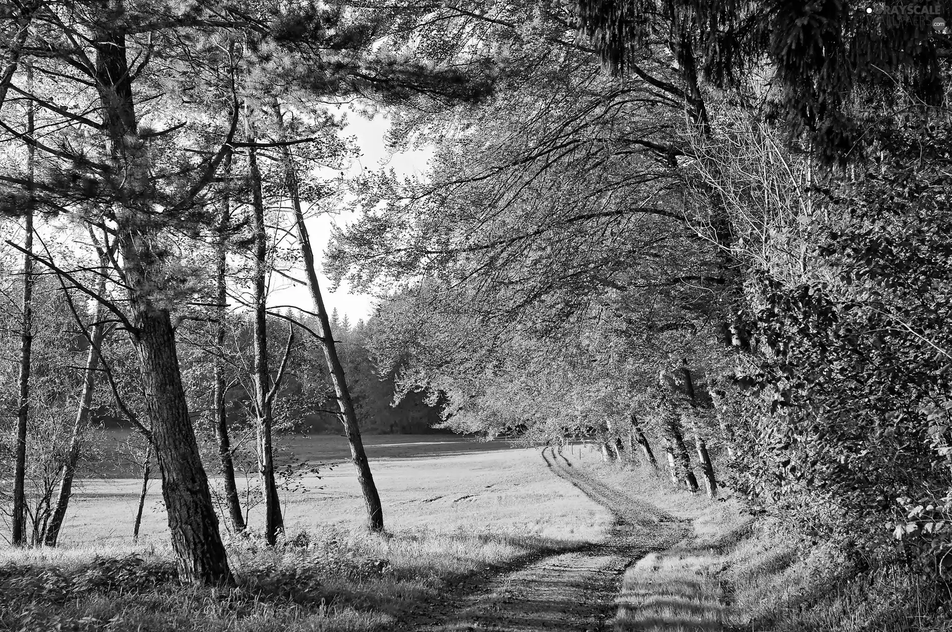 trees, viewes, forest, Way, autumn