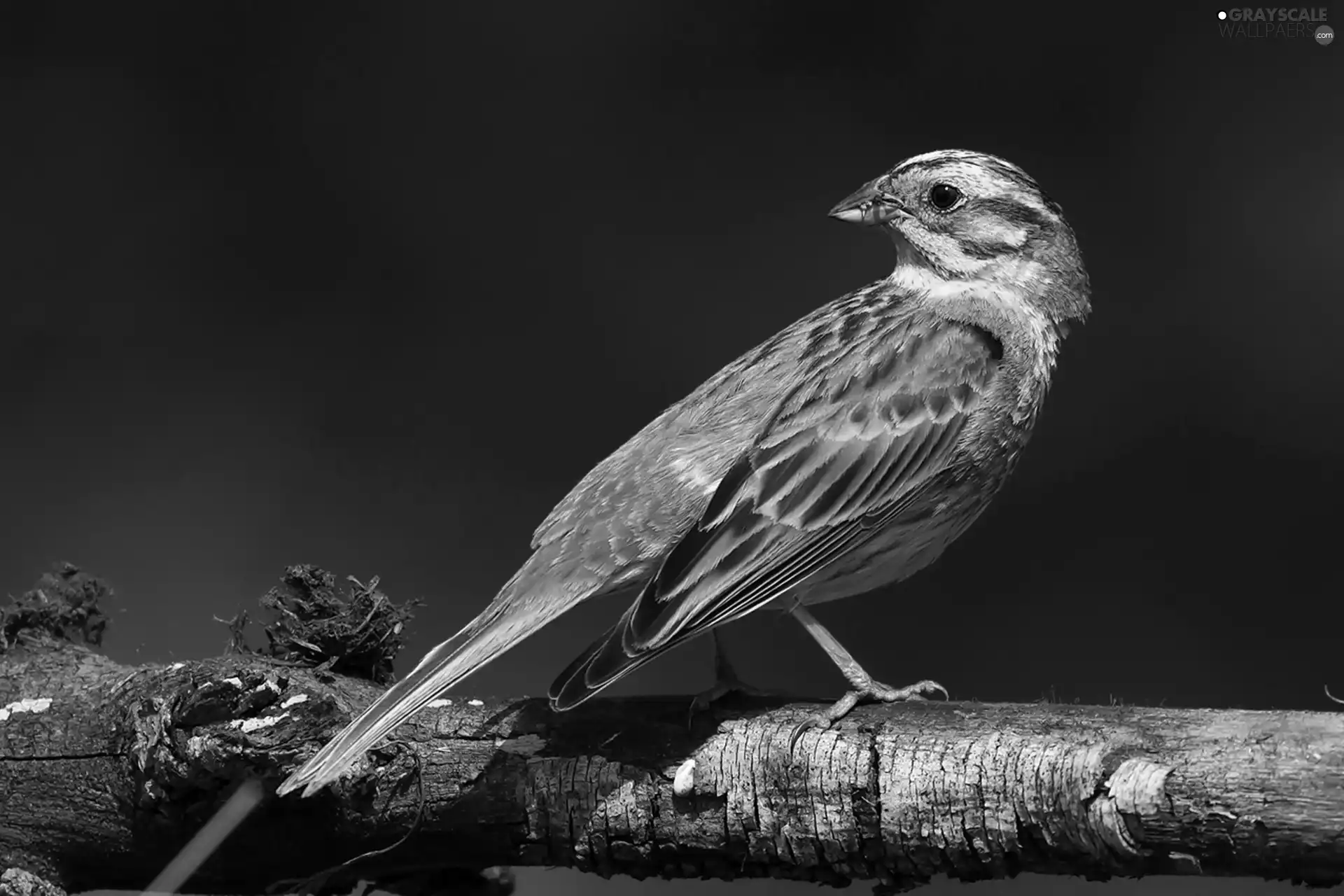 Bird, trees, viewes, Lod on the beach