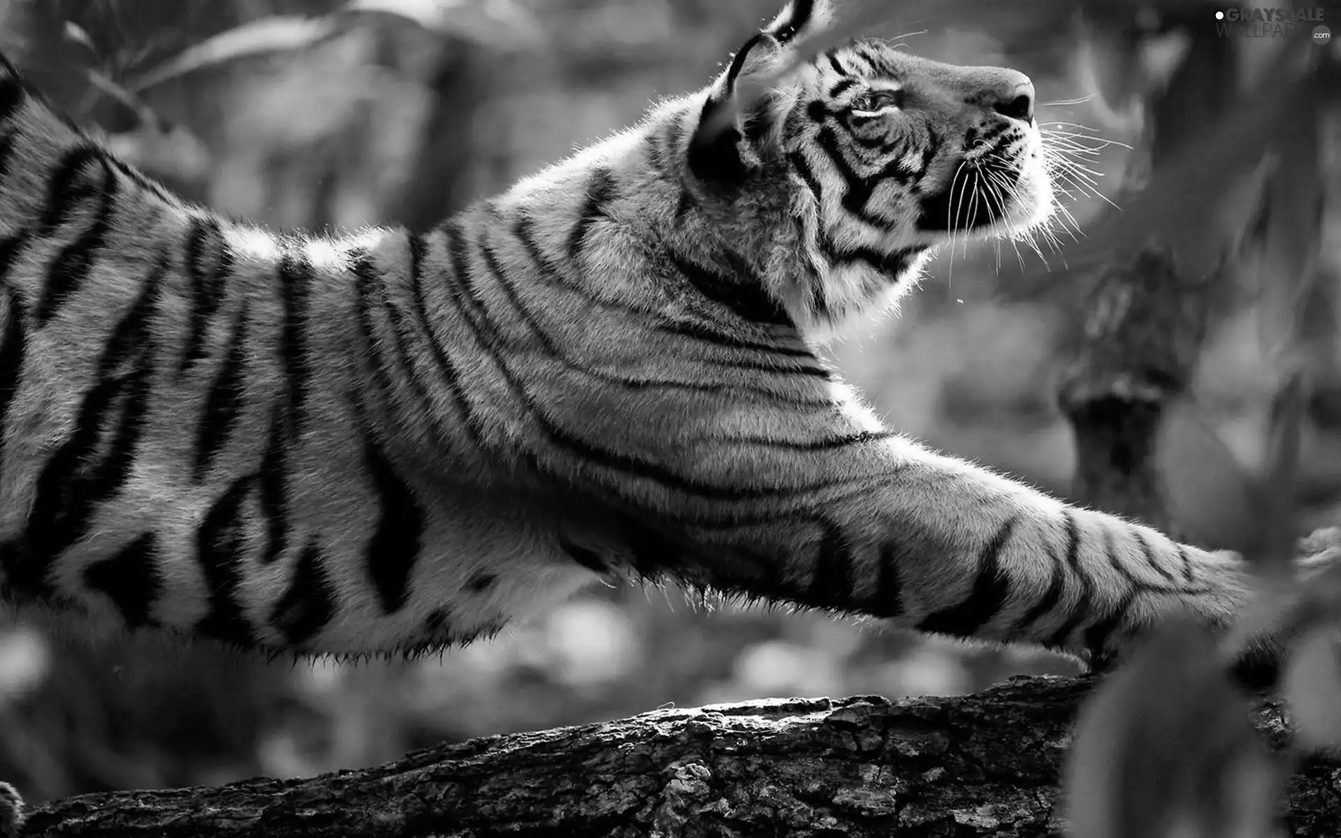 tiger, trees, viewes, Lod on the beach